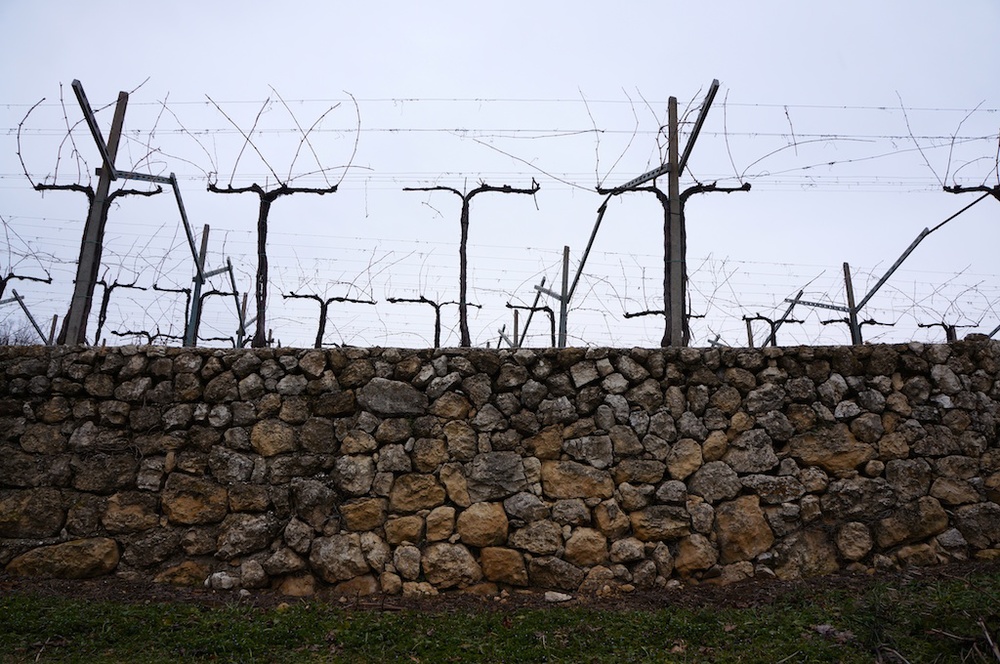 Older vines in Marano