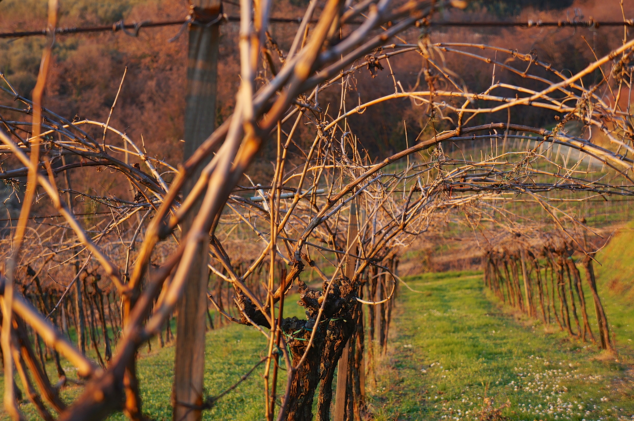 Pergola vines at the end of 2013-2014 wintertime, at the Massimago cru