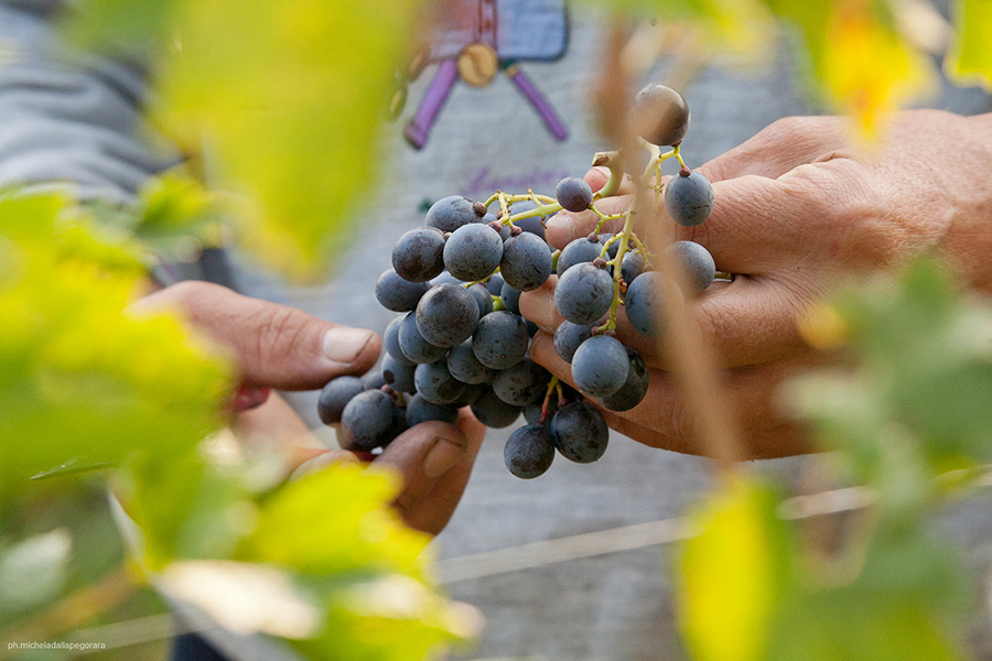 Ugolini valpolicella_18.jpg