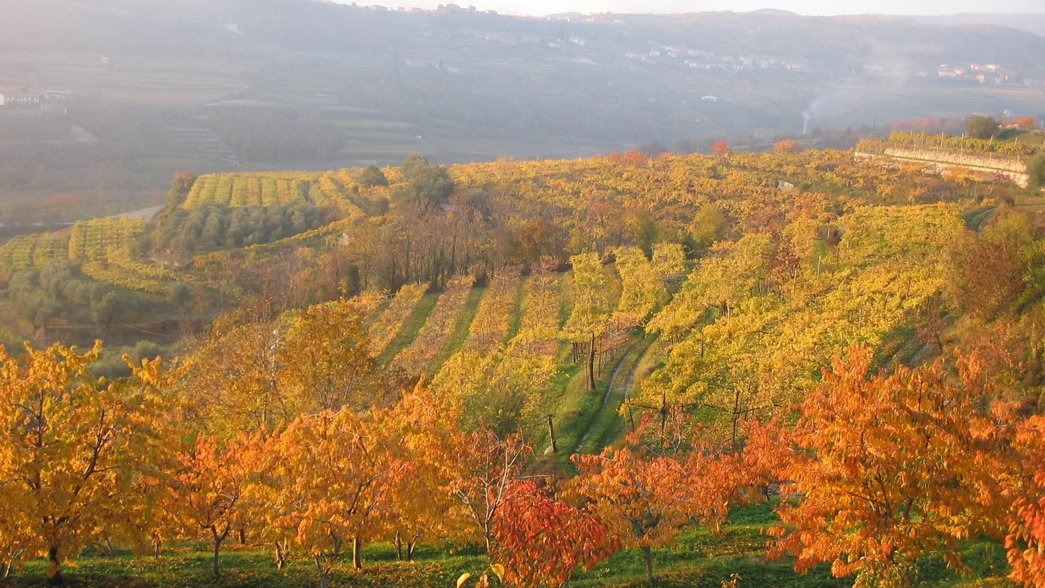 Autumn in Valpolicella - Photo courtesy of Claudio Oliboni