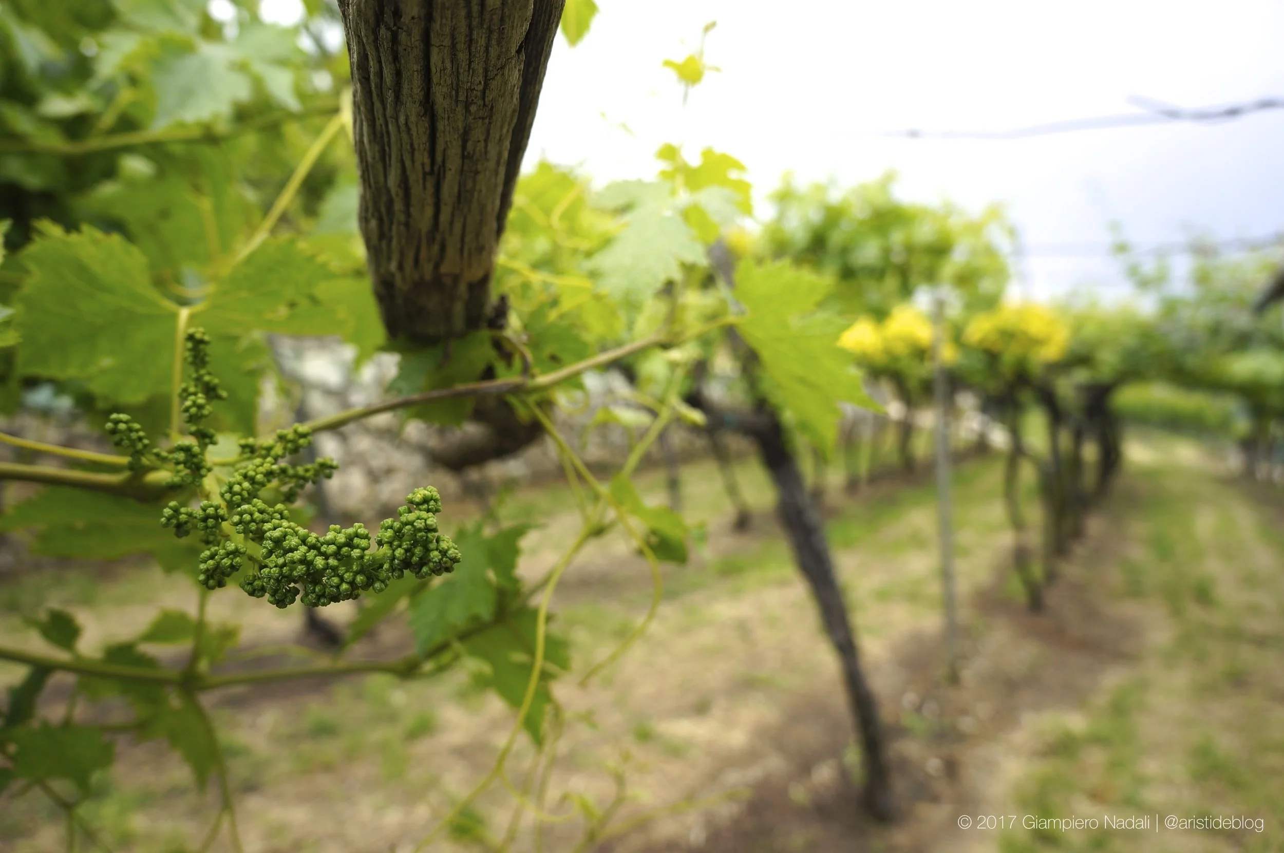 Old vines and new bunches in valpolicella