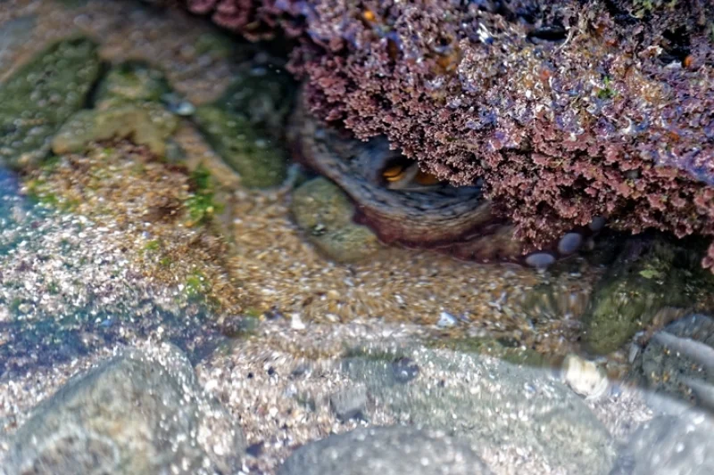 octopus.jpg