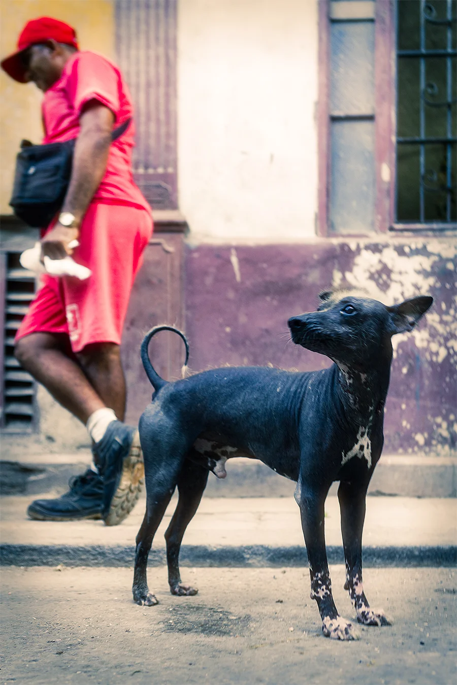 Dog in a street inHavana, Cuba