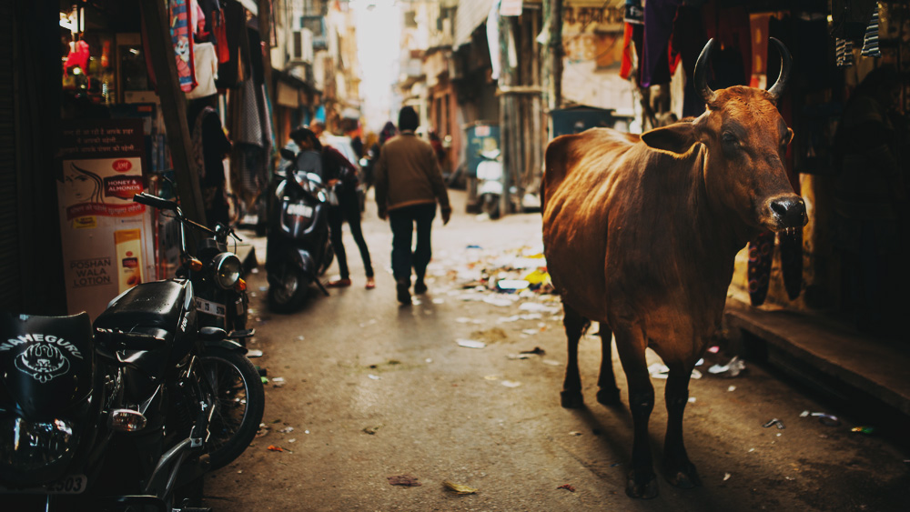cow-1-copy.jpg