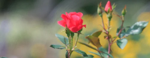Fader ND Mark 2, enlarged image for detail