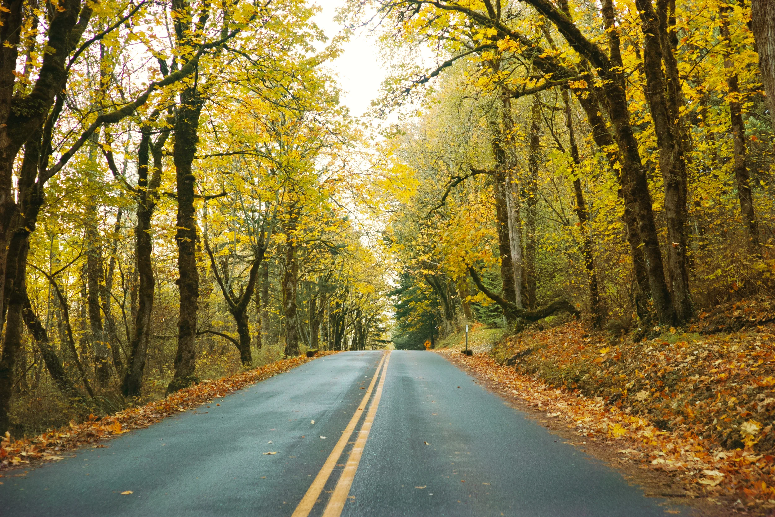 Road That Should Be Traveled