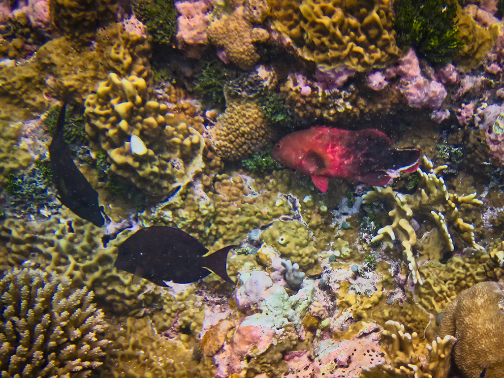 Day #19 New Guinea Adventure