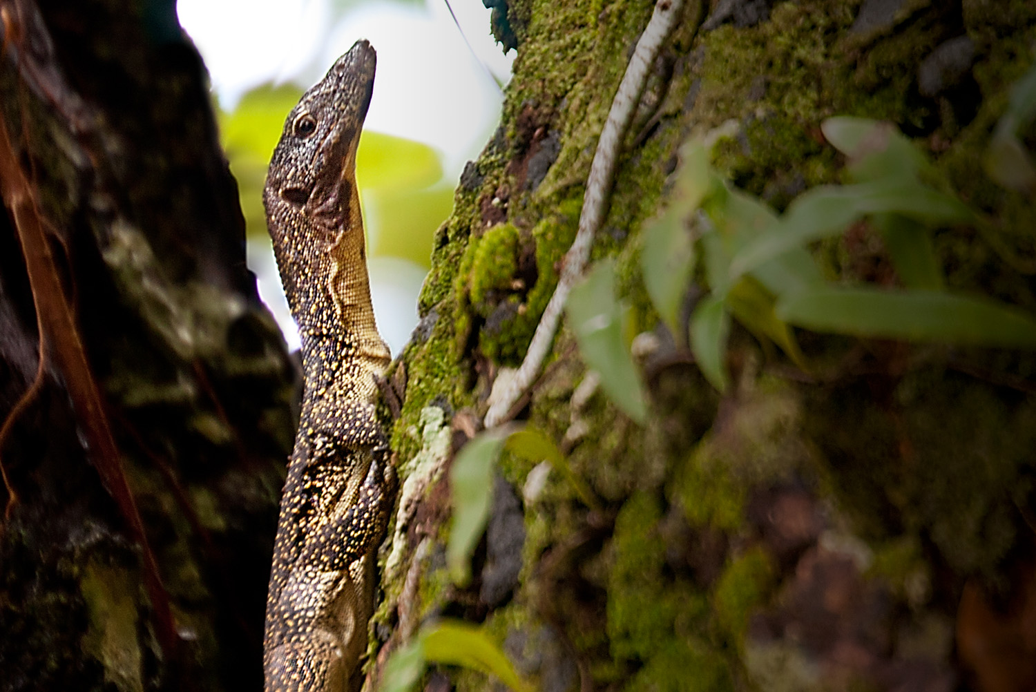 Day #8 New Guinea Adventure