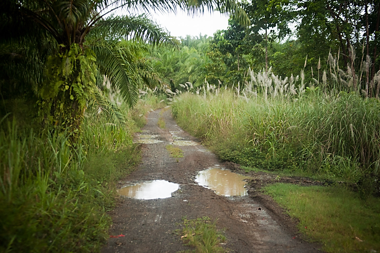 Day #4 New Guinea Adventure