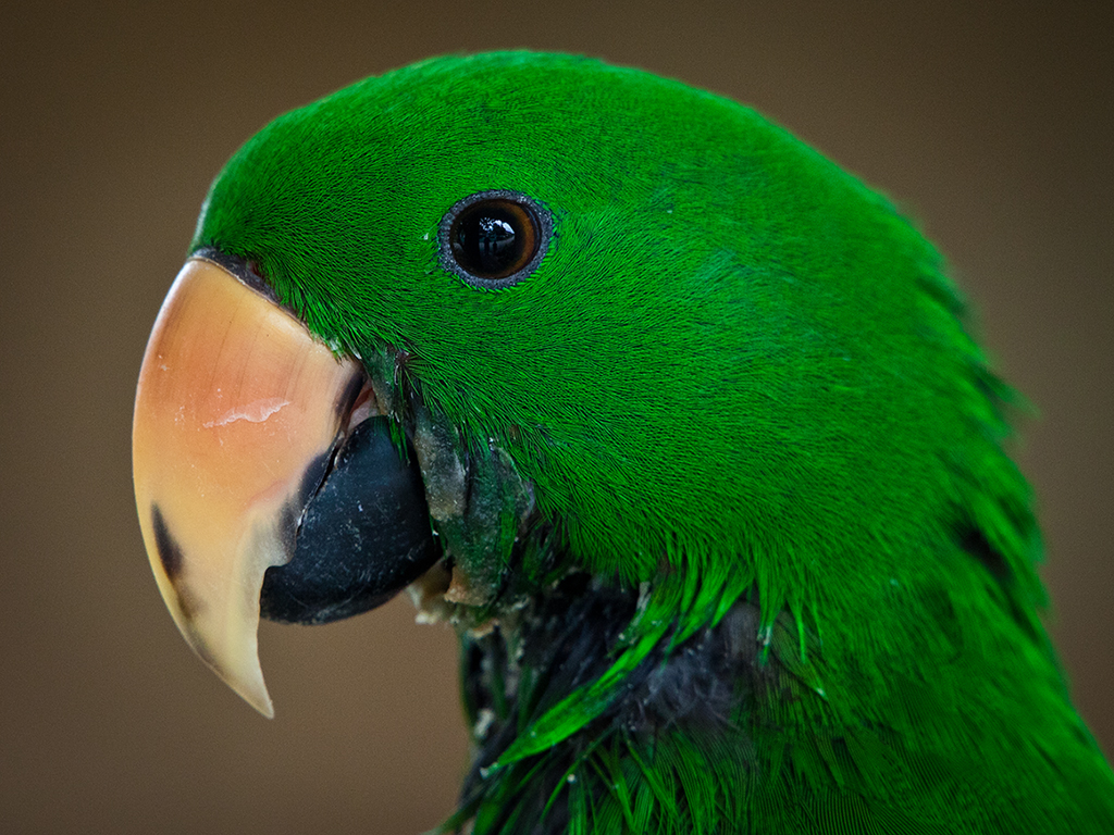 One of the Parrots