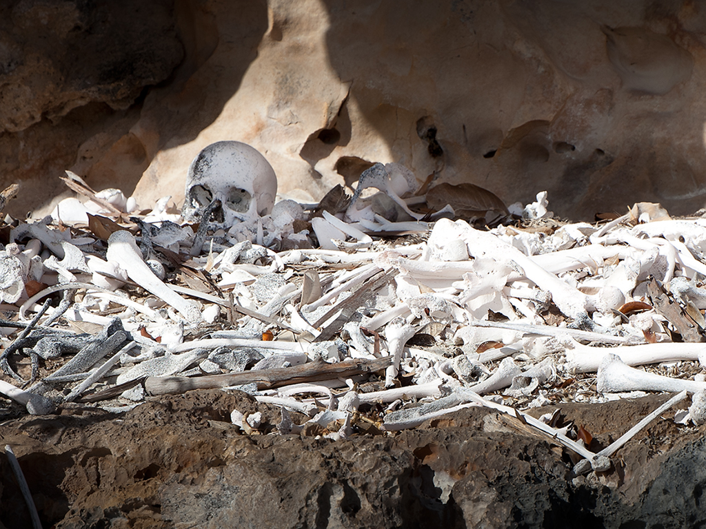 Sun bleached skull