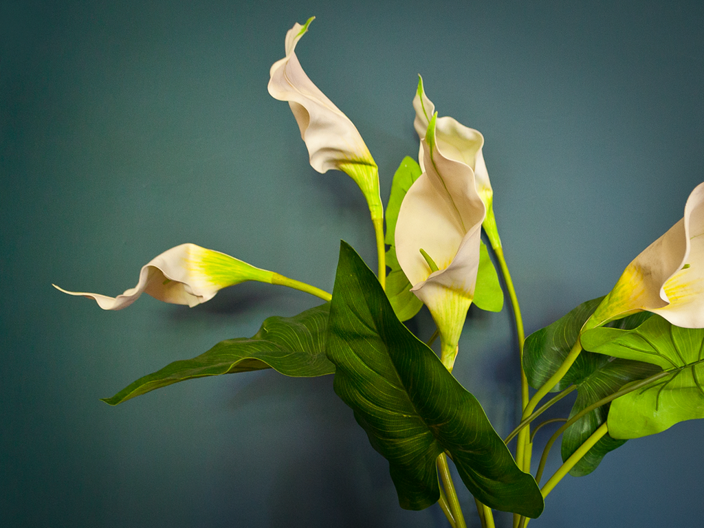 Floral Arrangement in Petersons Country Guesthouse