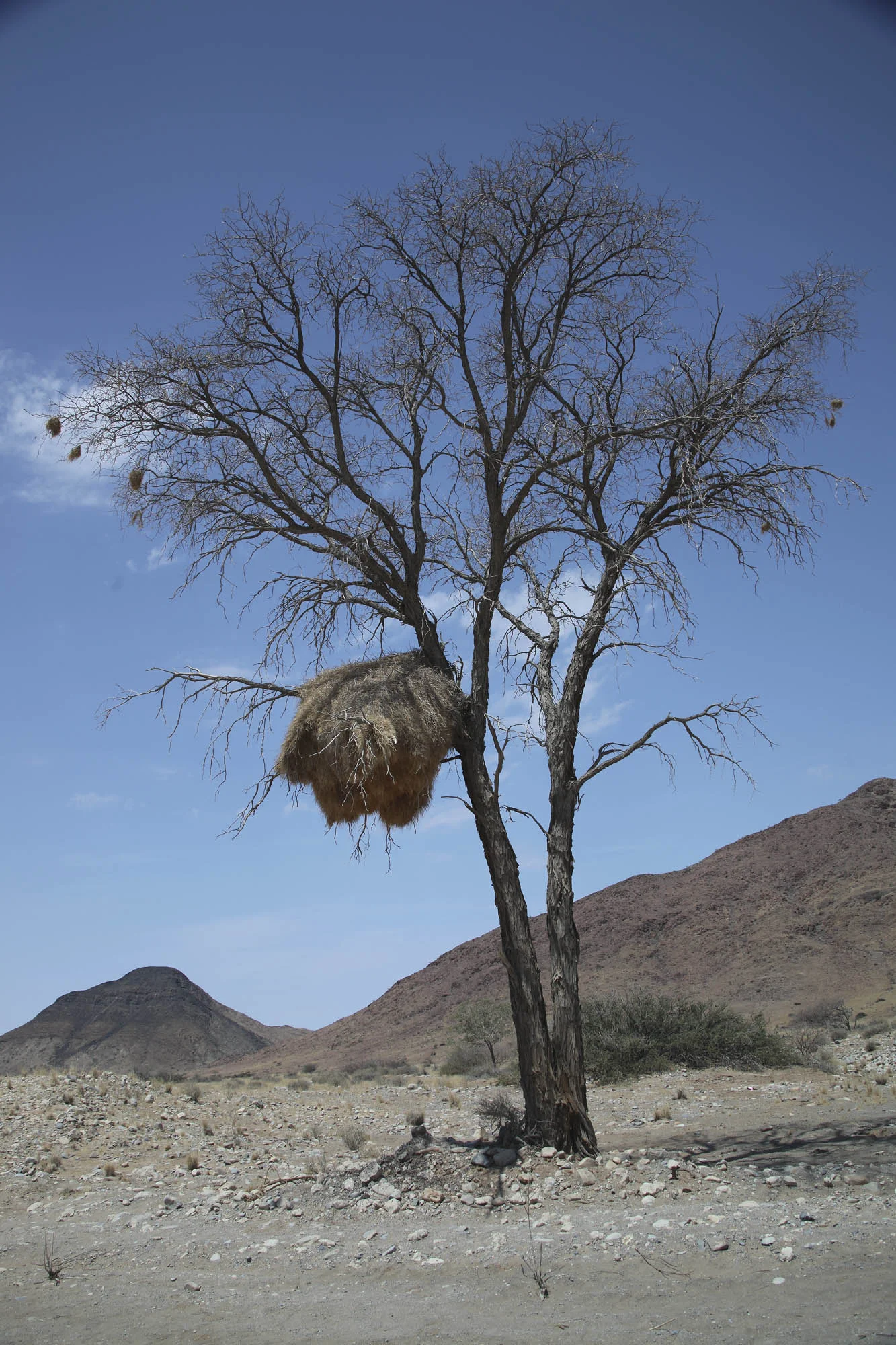 Tree with nest