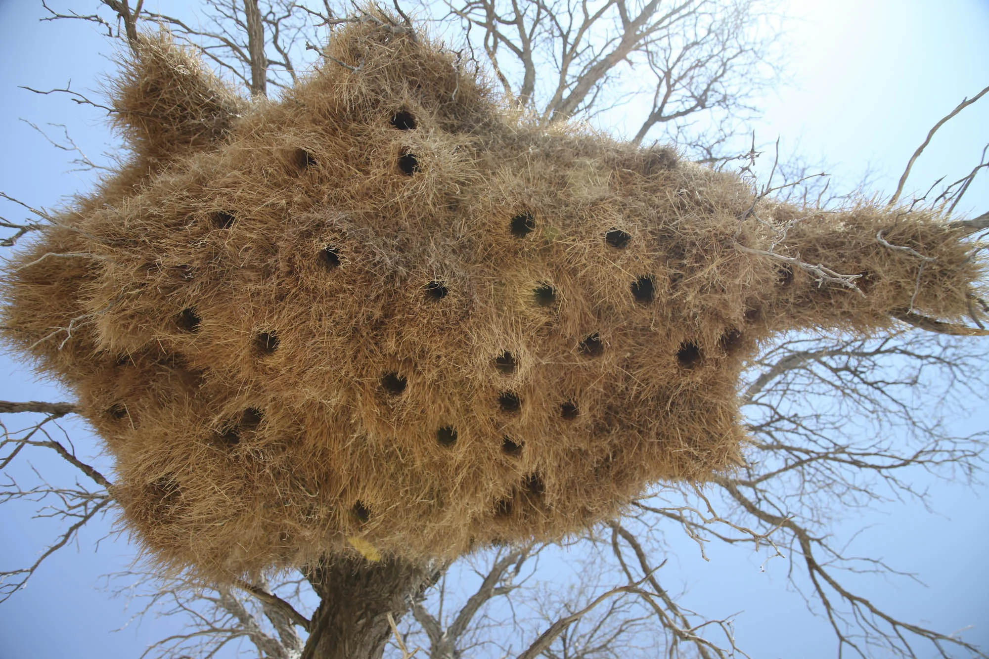 Looking straight up into the nest