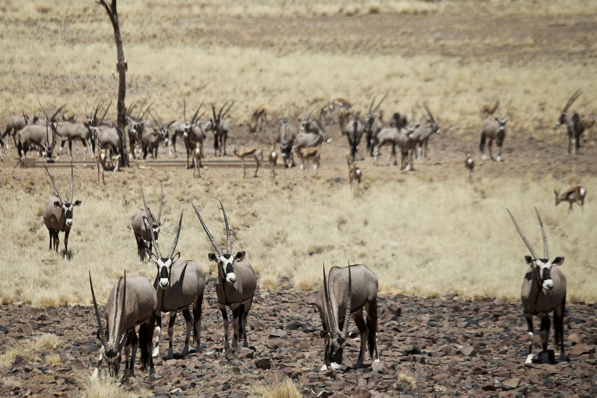 Waterhole activity