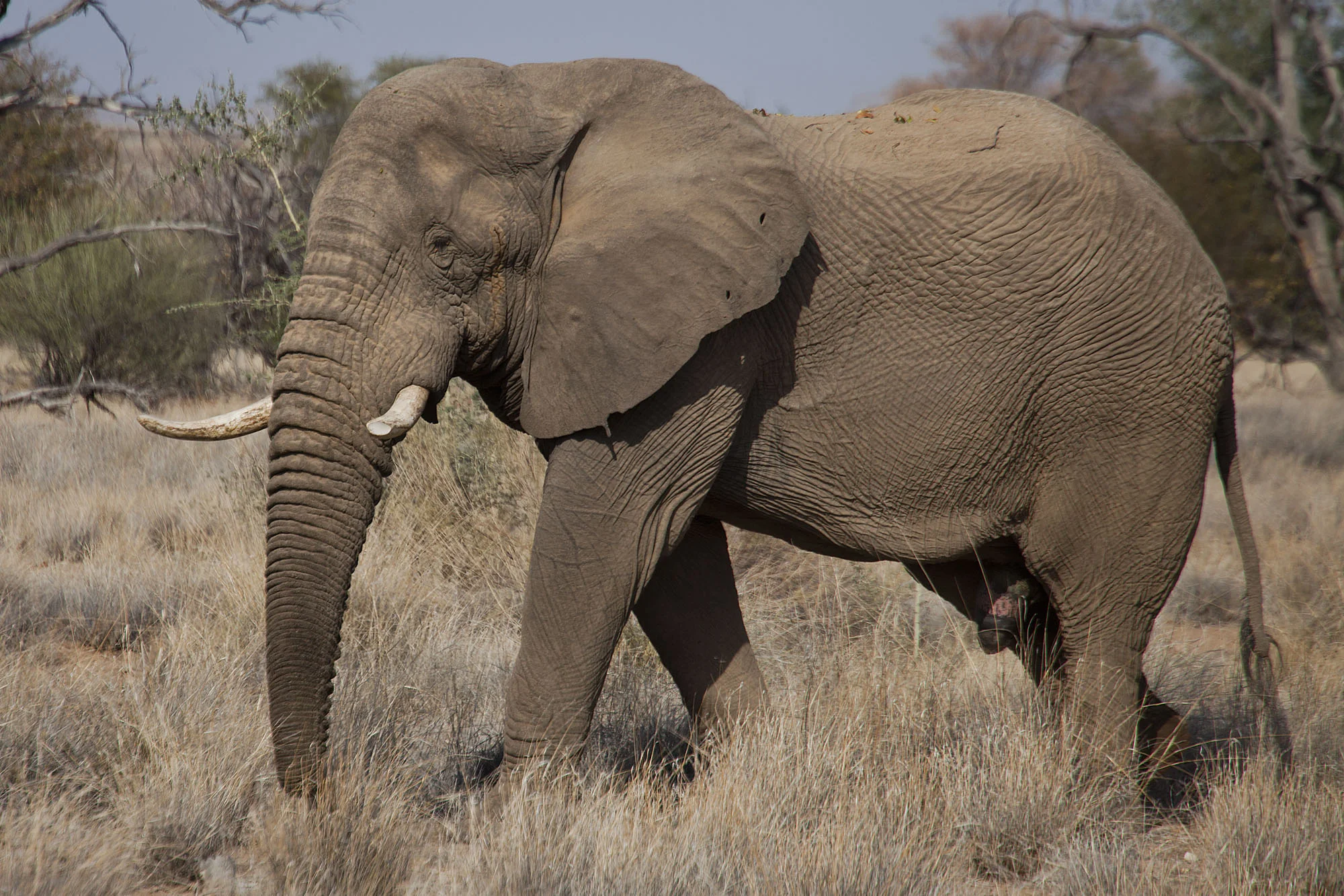 Old Bull Elephant