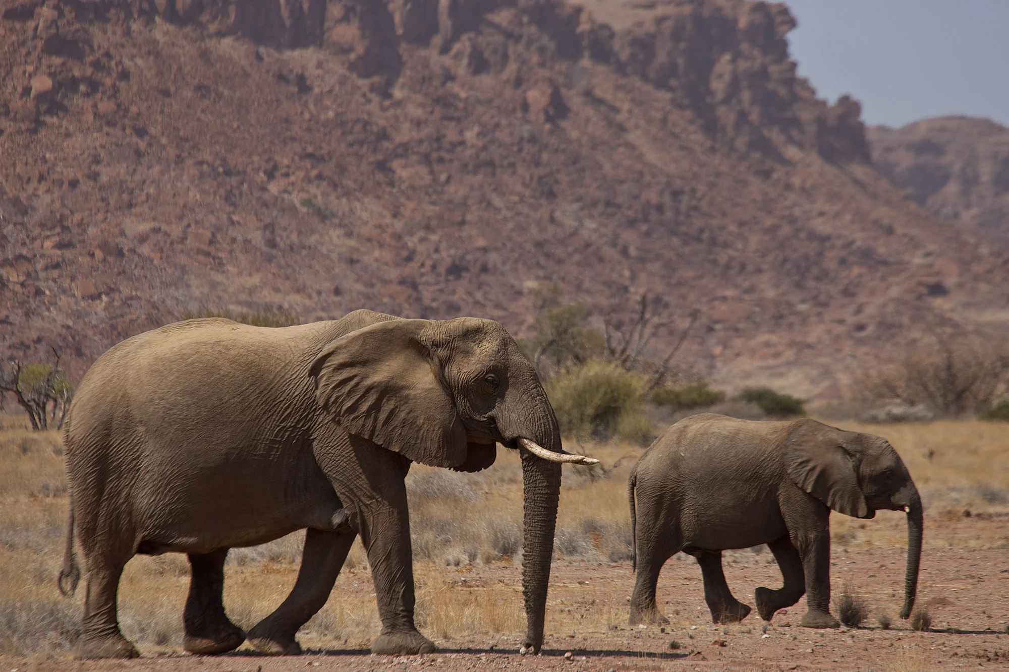 Elephants against the mountain backdrop