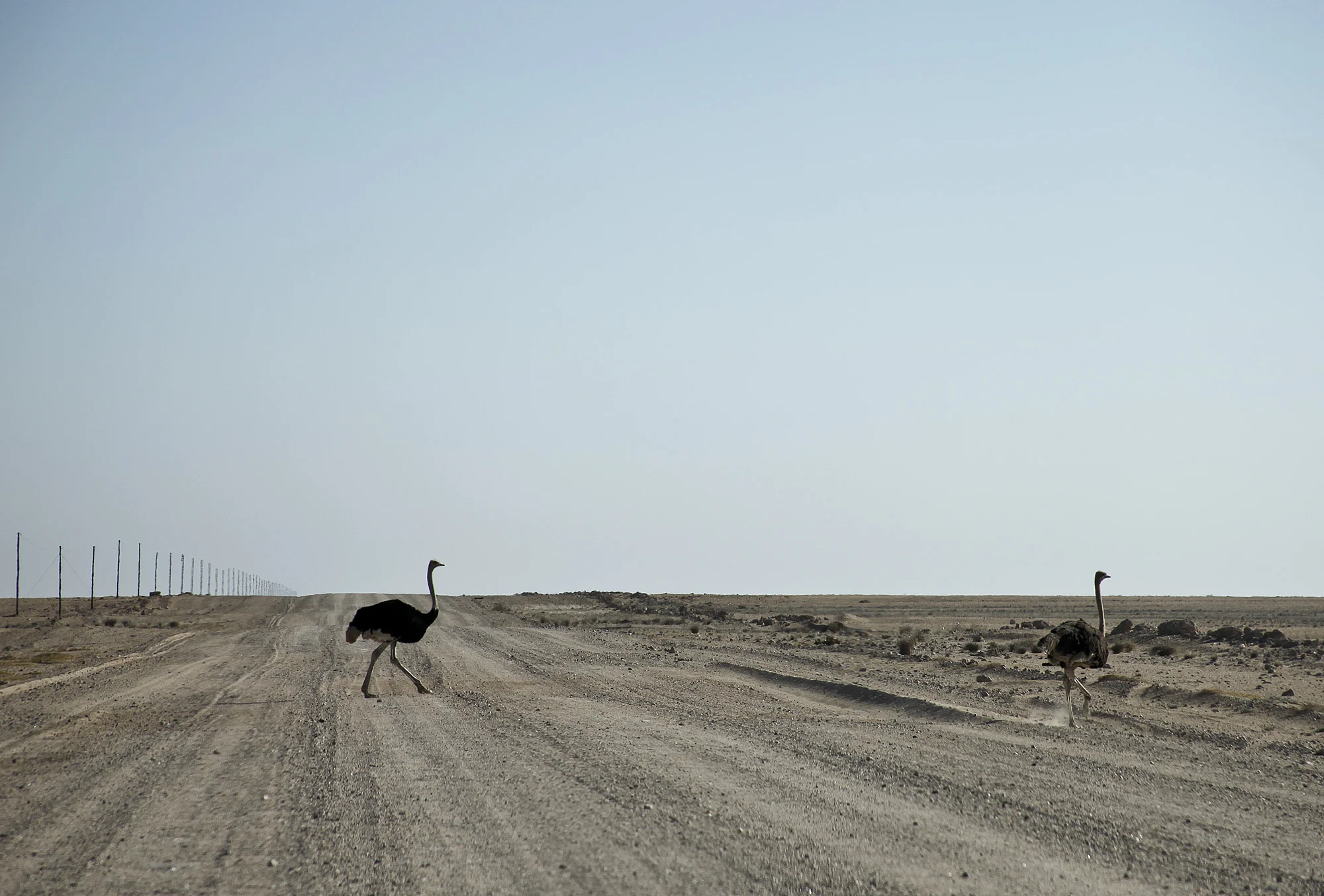 Ostrich crossing the road.