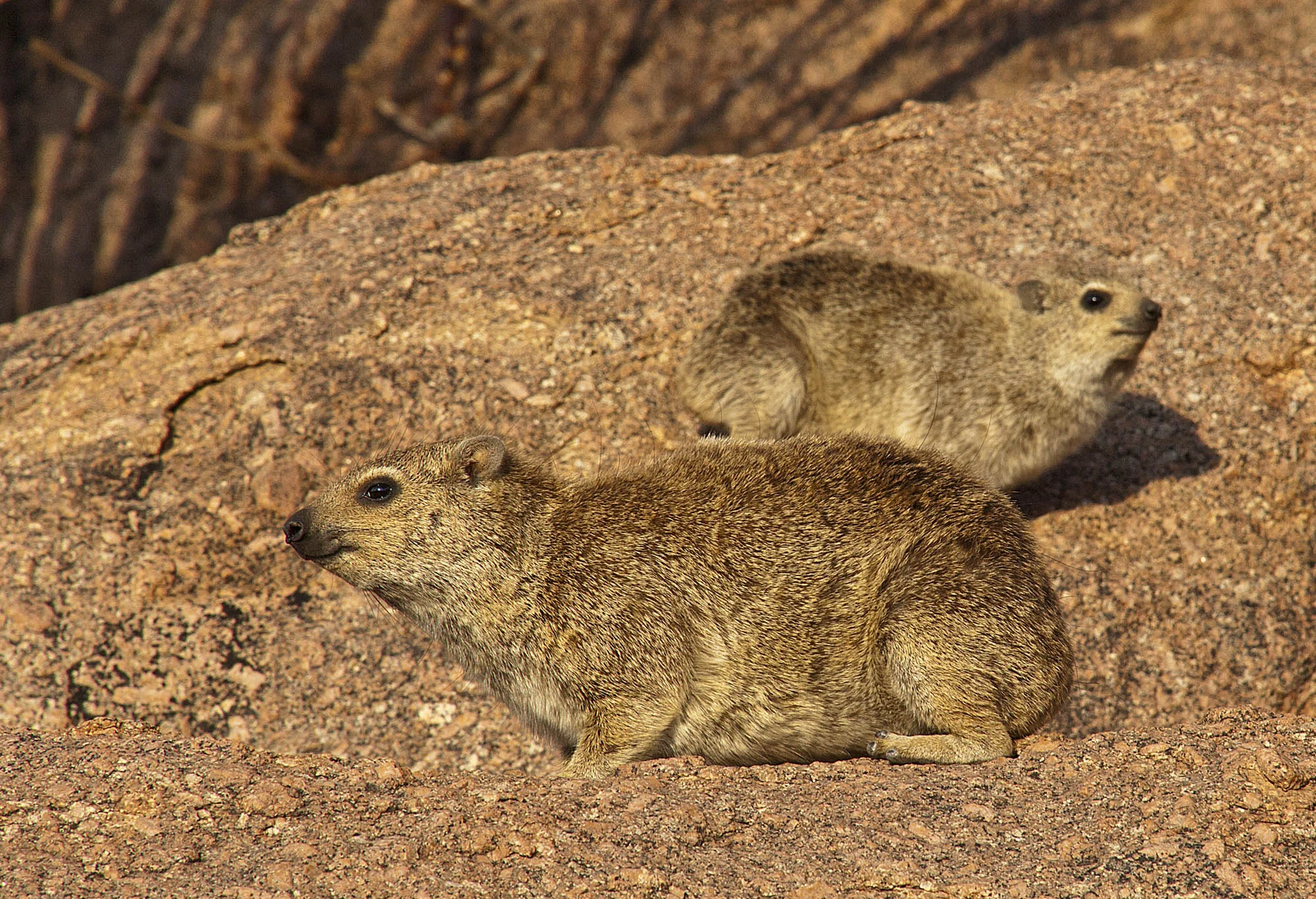 More Rock Dassies