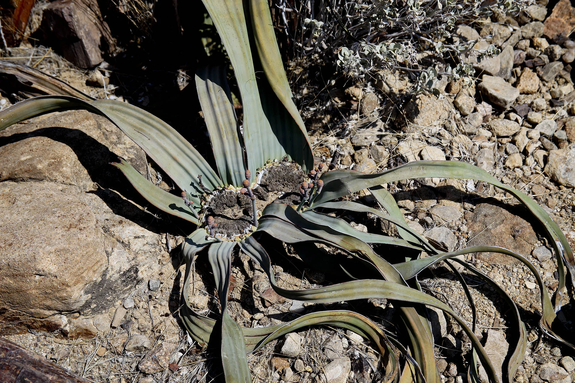 Welwtischia plant