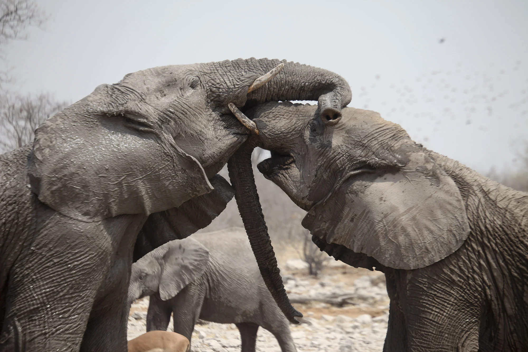 Elephants playing