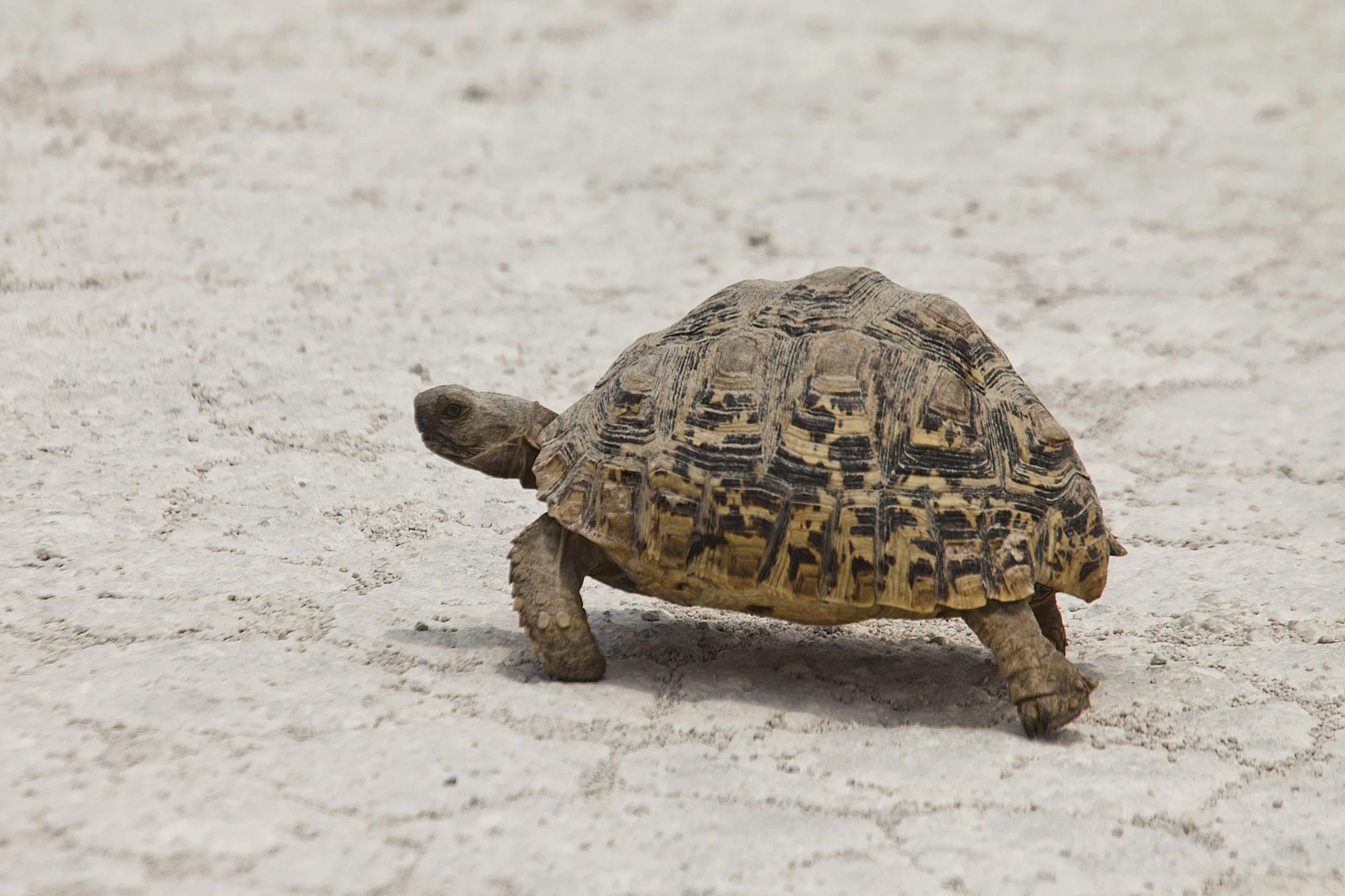 Land Turtle