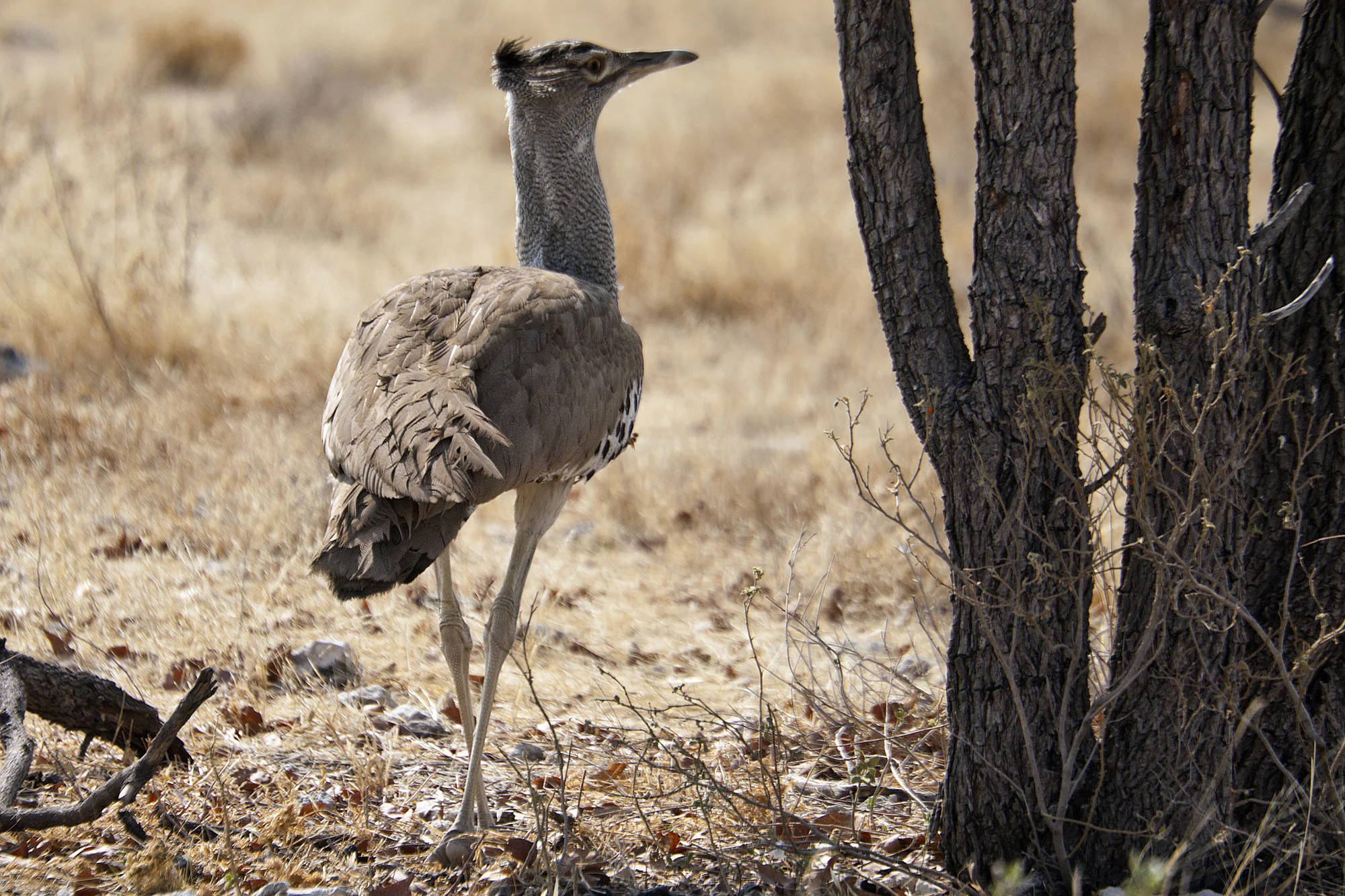 Kori Bustard