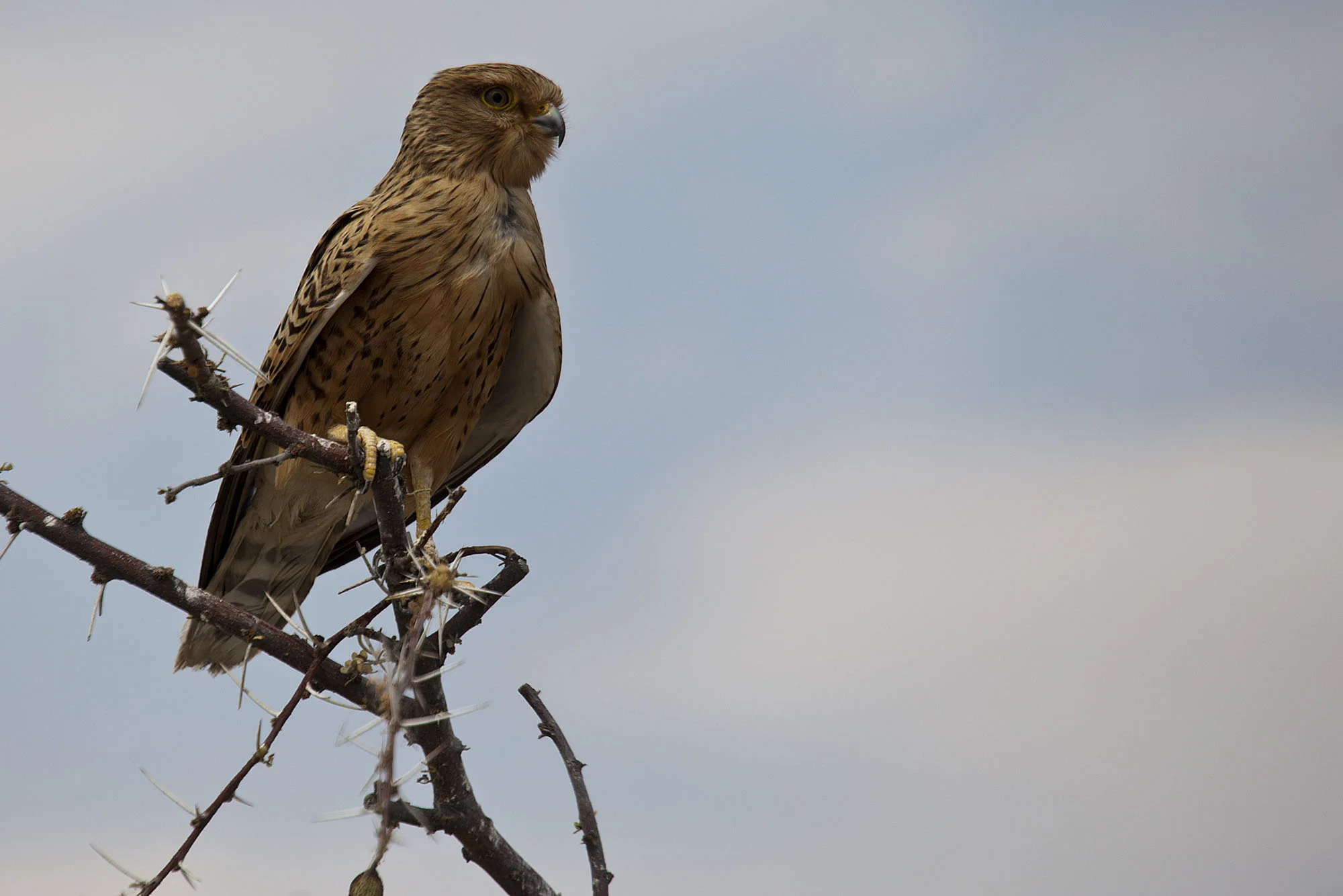 Wahliberg’s Eagle