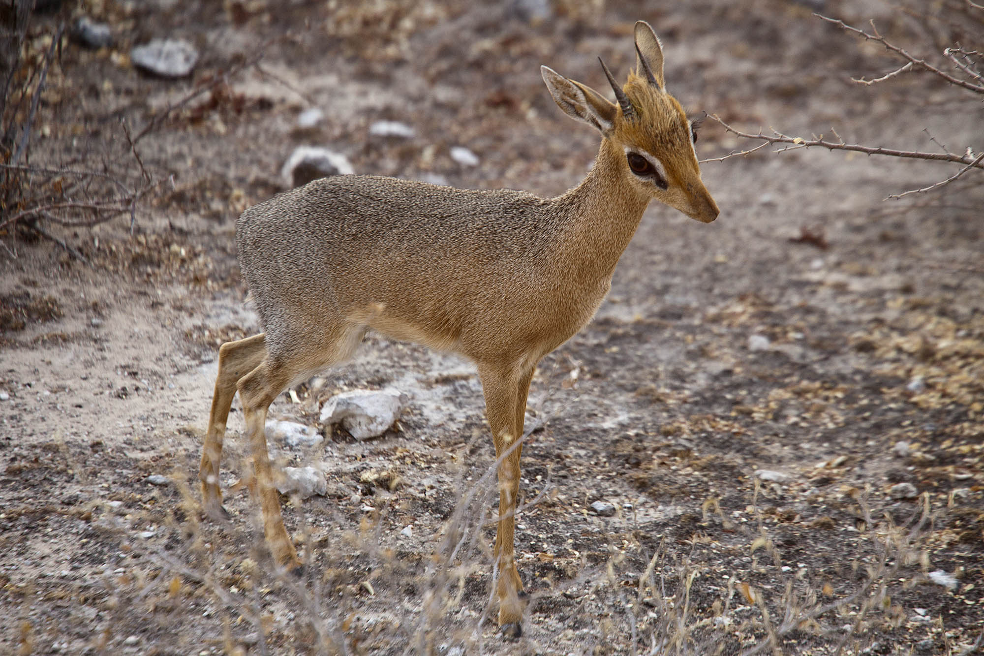 Dik Dik