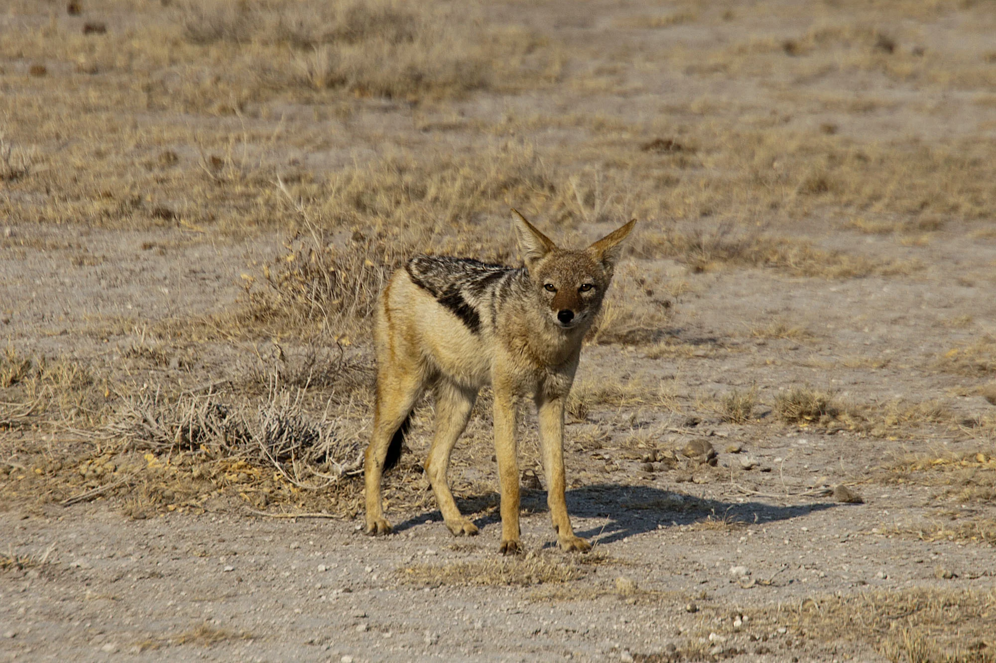 Black Backed Jackal
