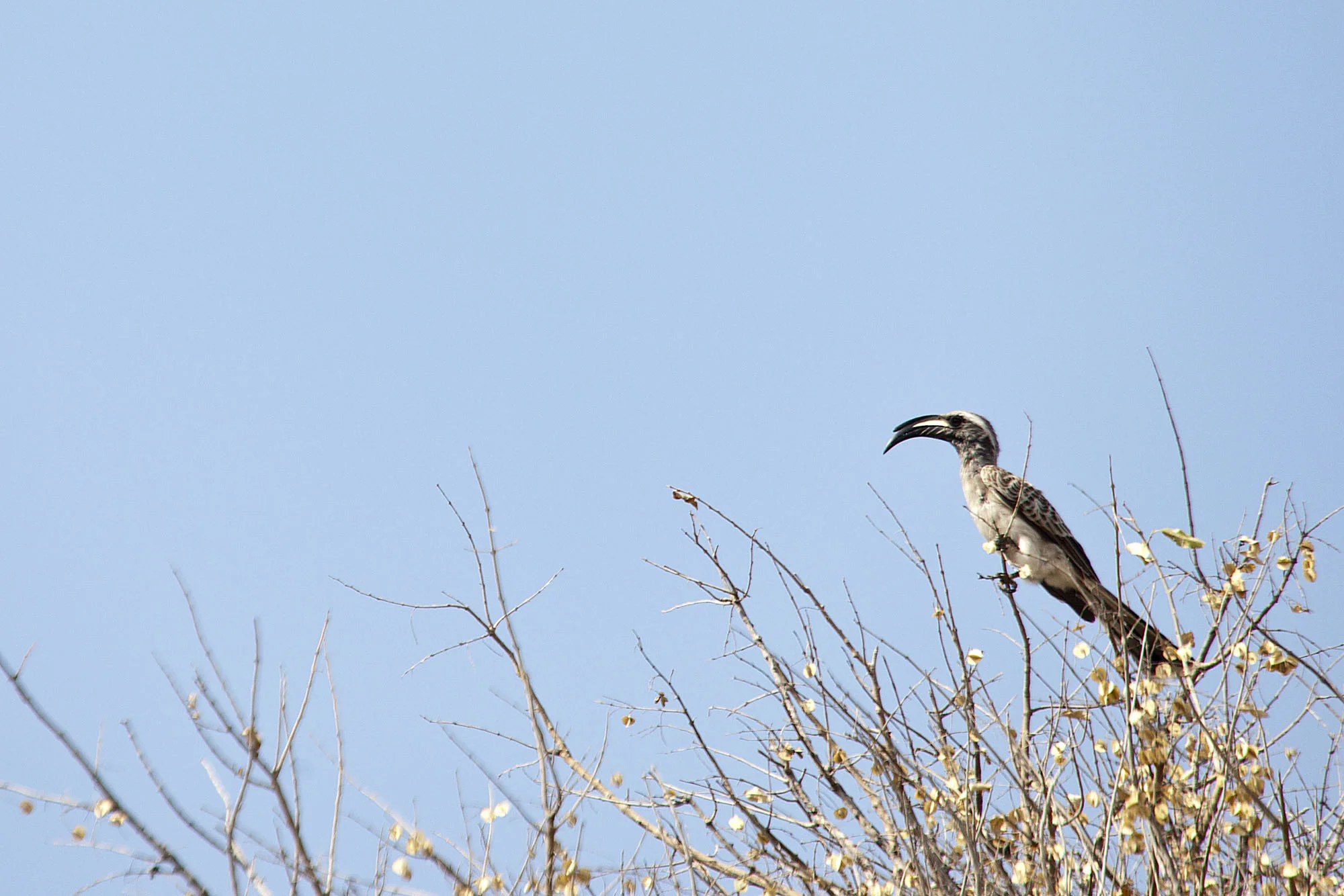 Monteiro’s Hornbill