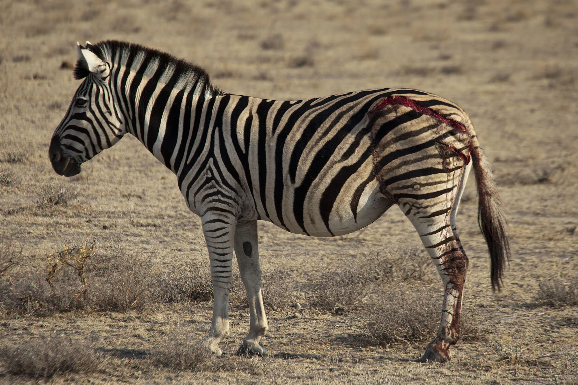Injured Zebra