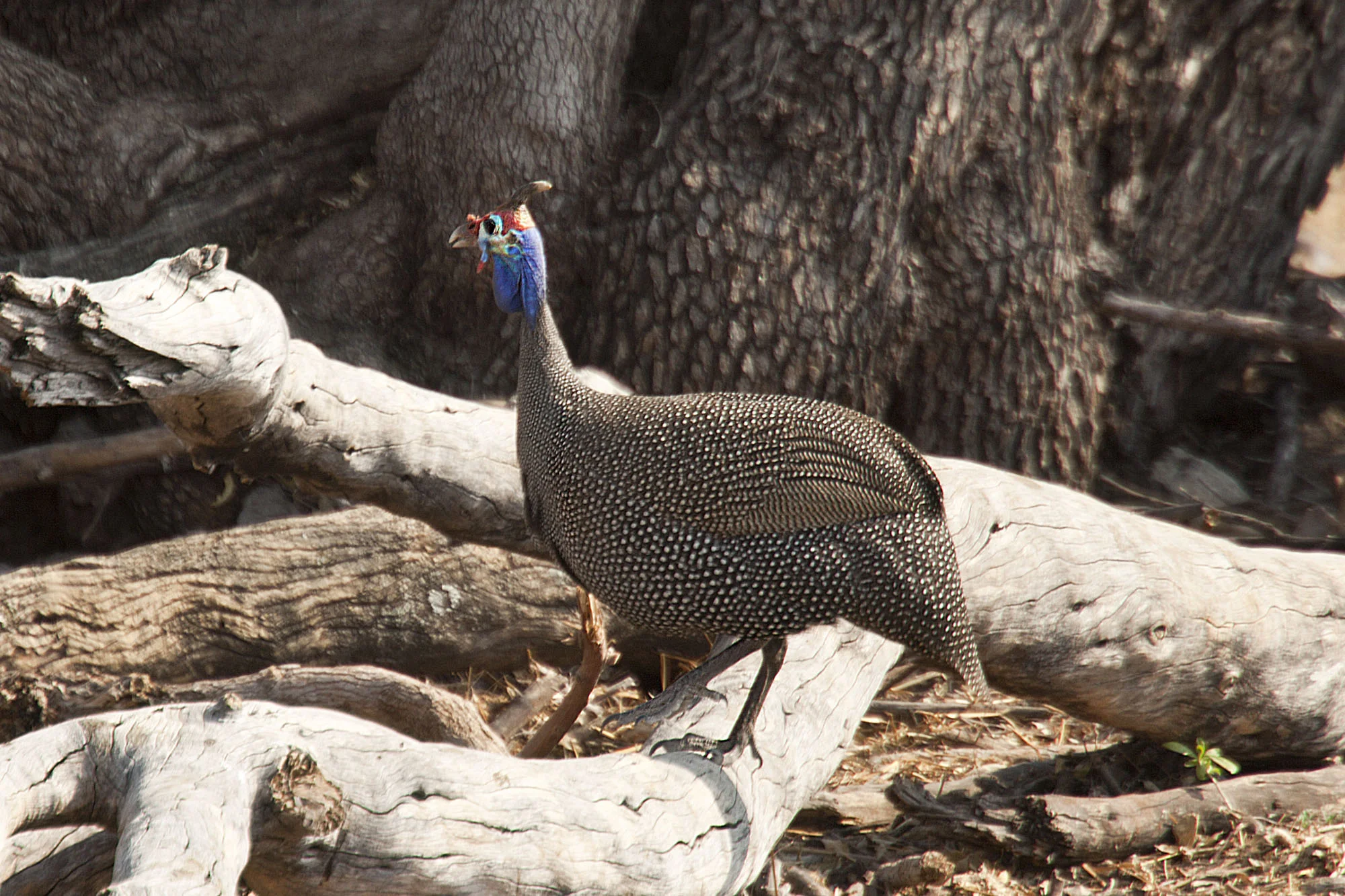 Guineafowl