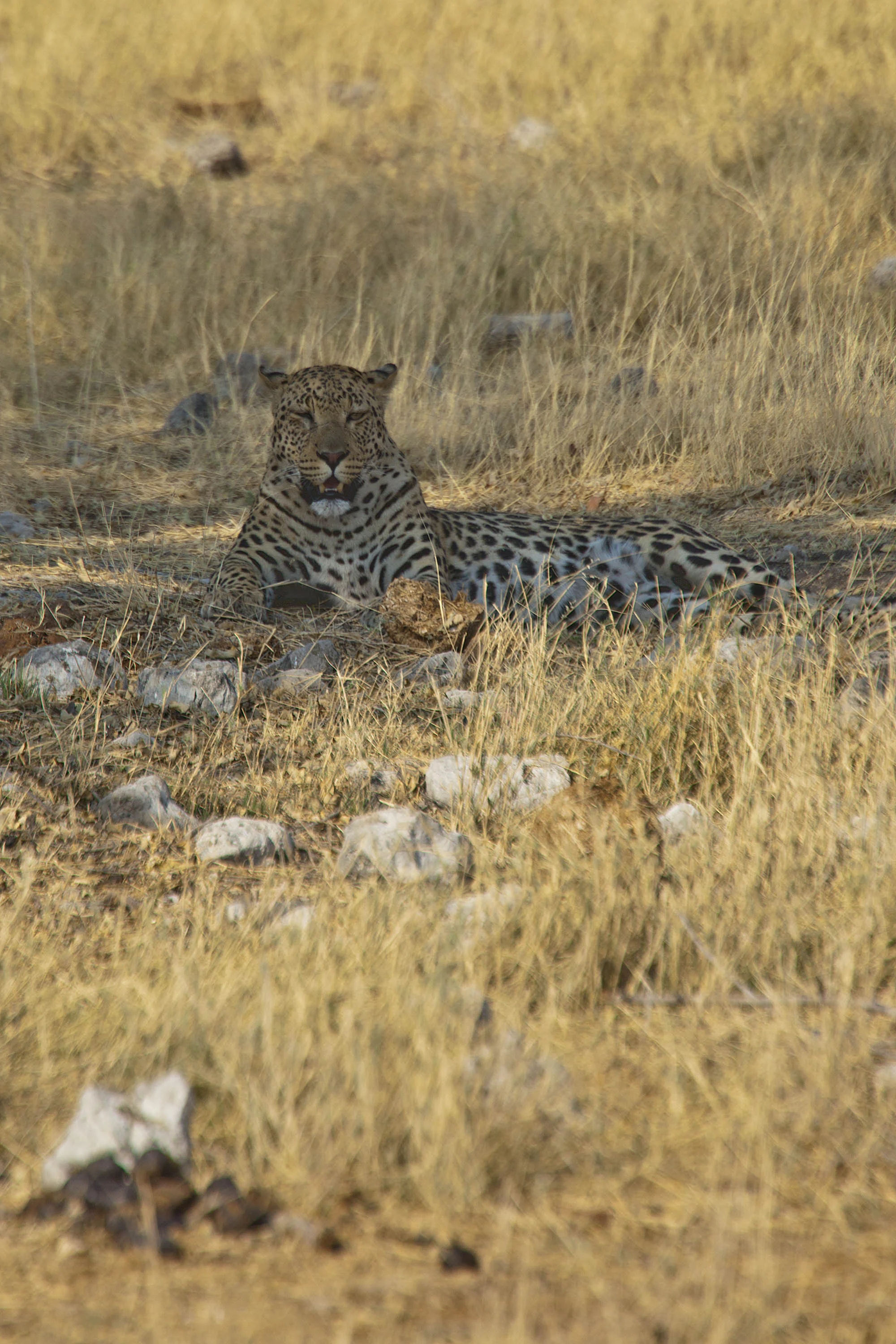 Leopard