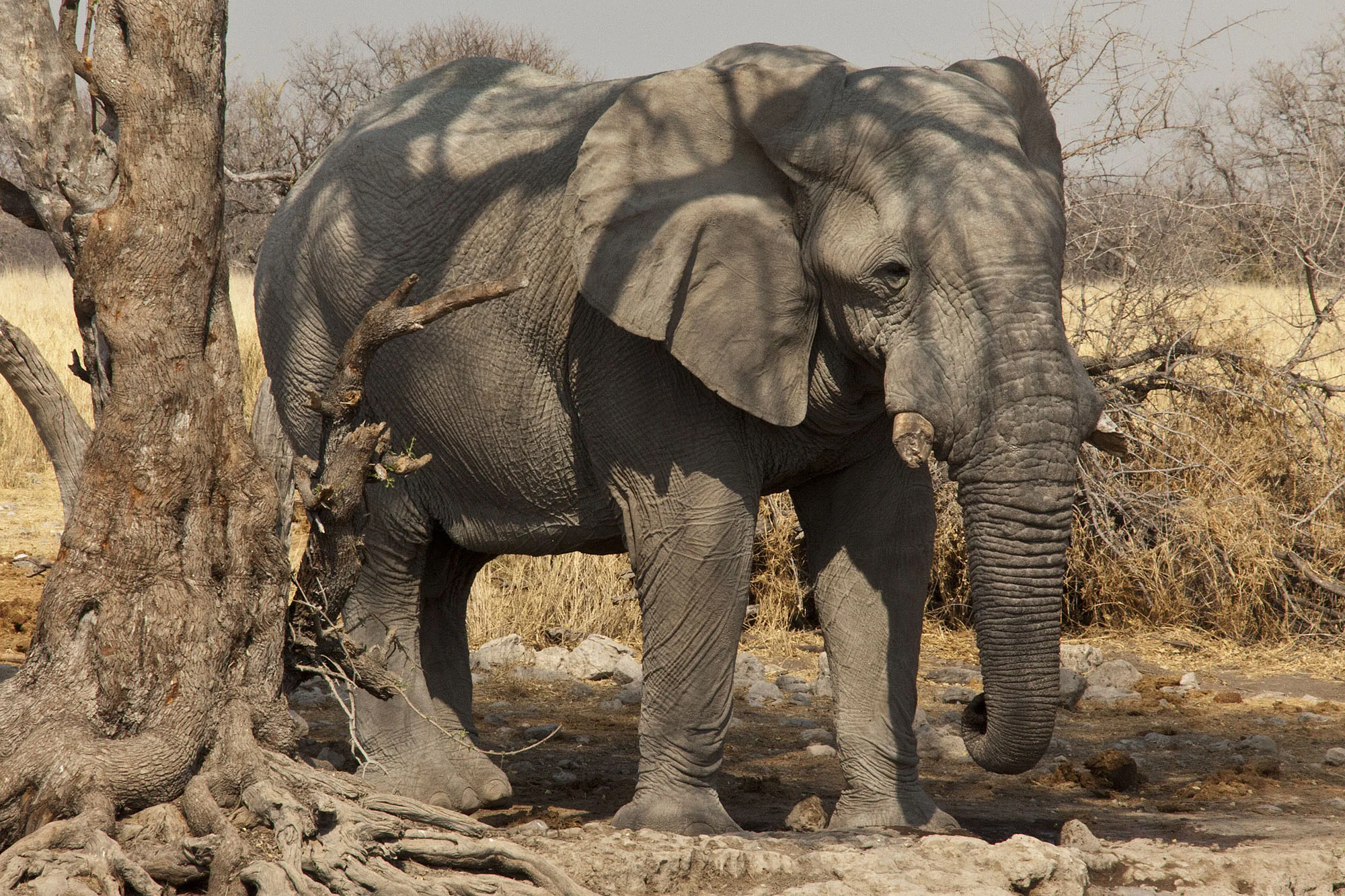 Elephant at the waterhole