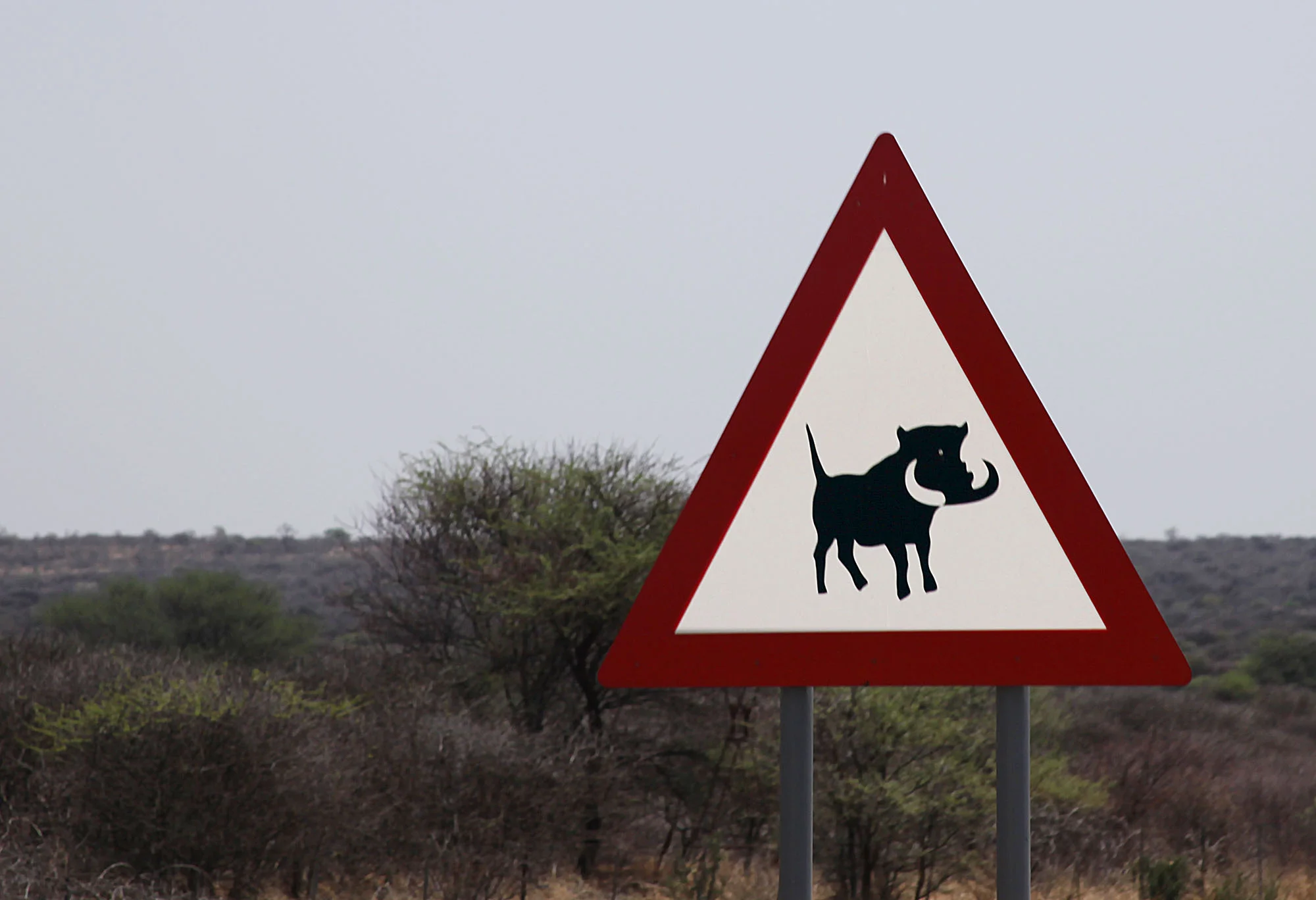 Warthog warning sign