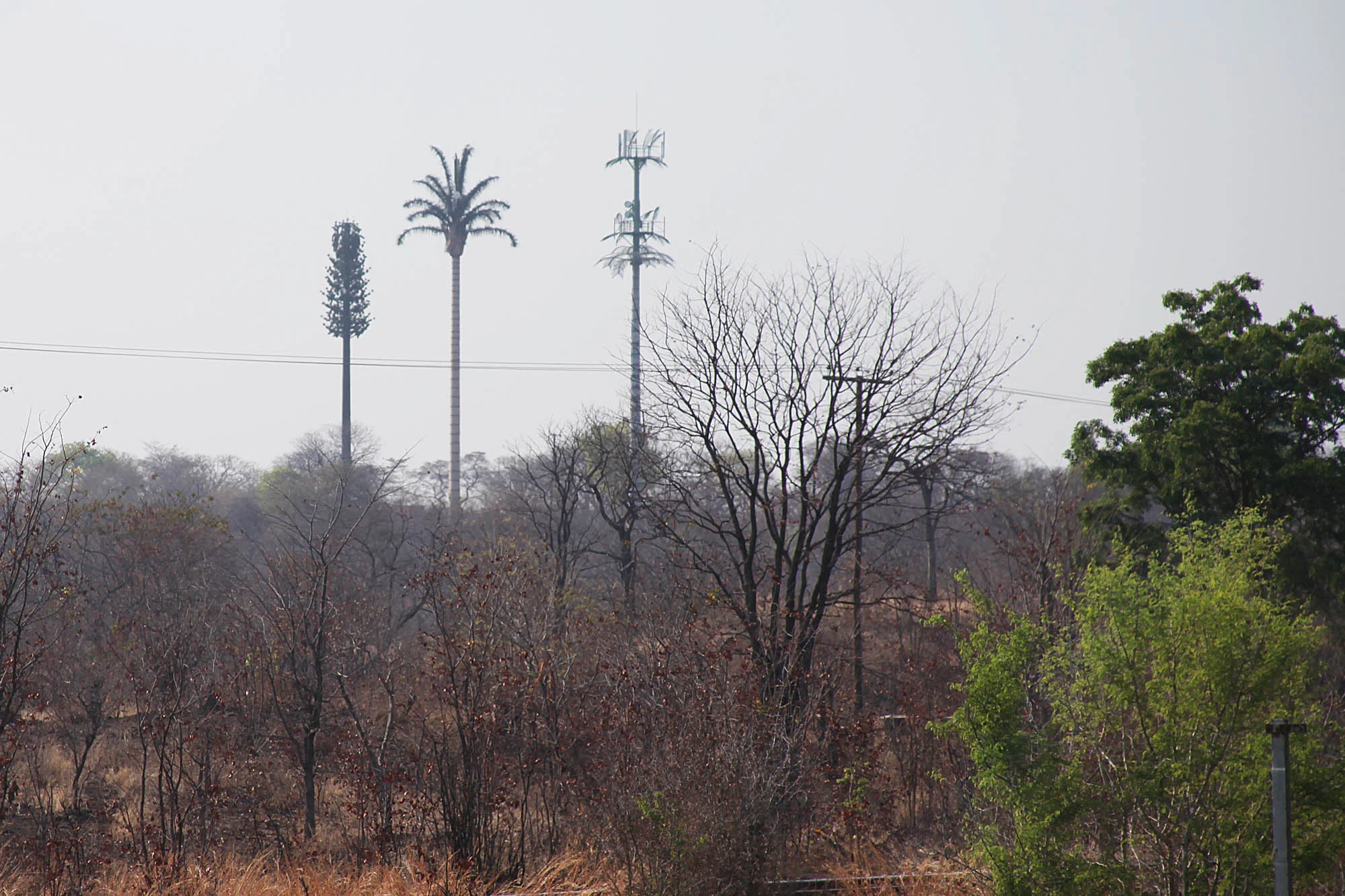 Fake Palm Trees