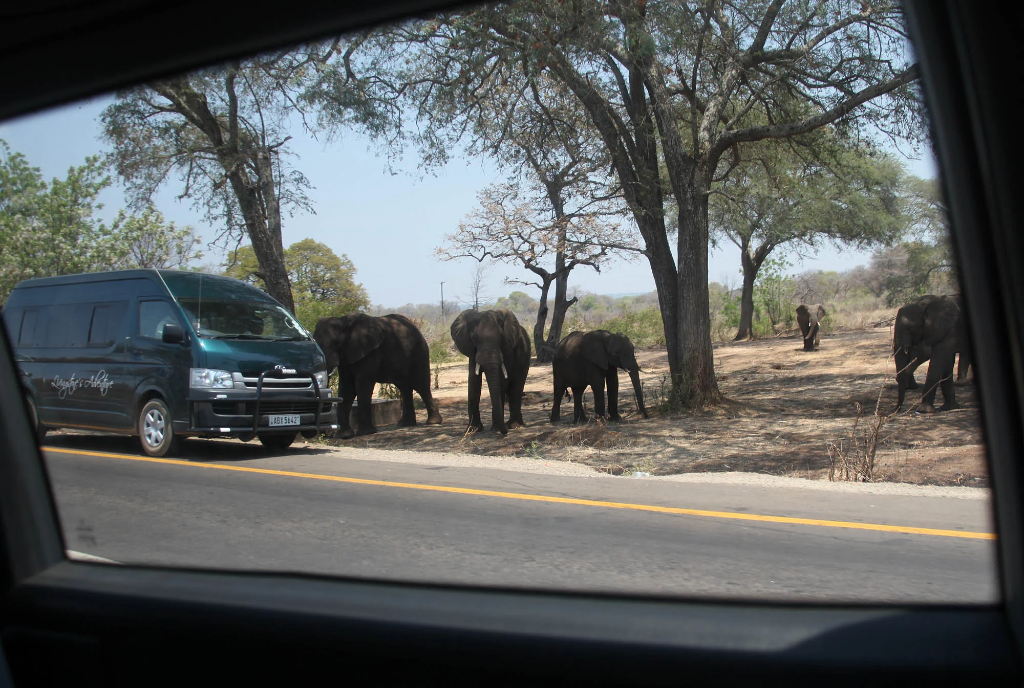 A small herd of Elephants heading for the road