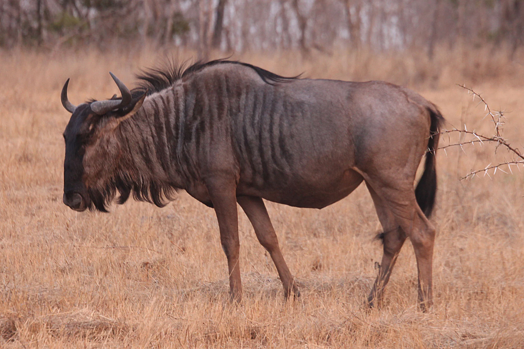 Wilderbeast