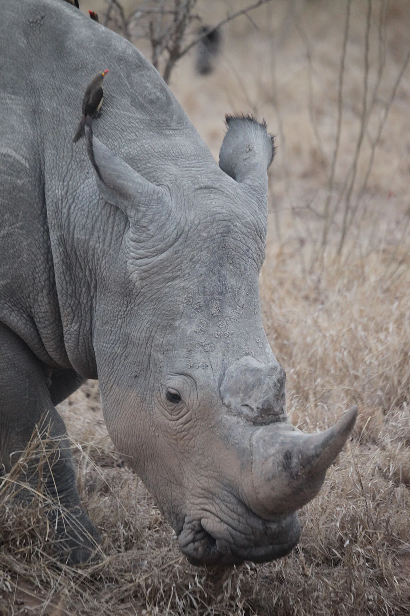 Rhino
