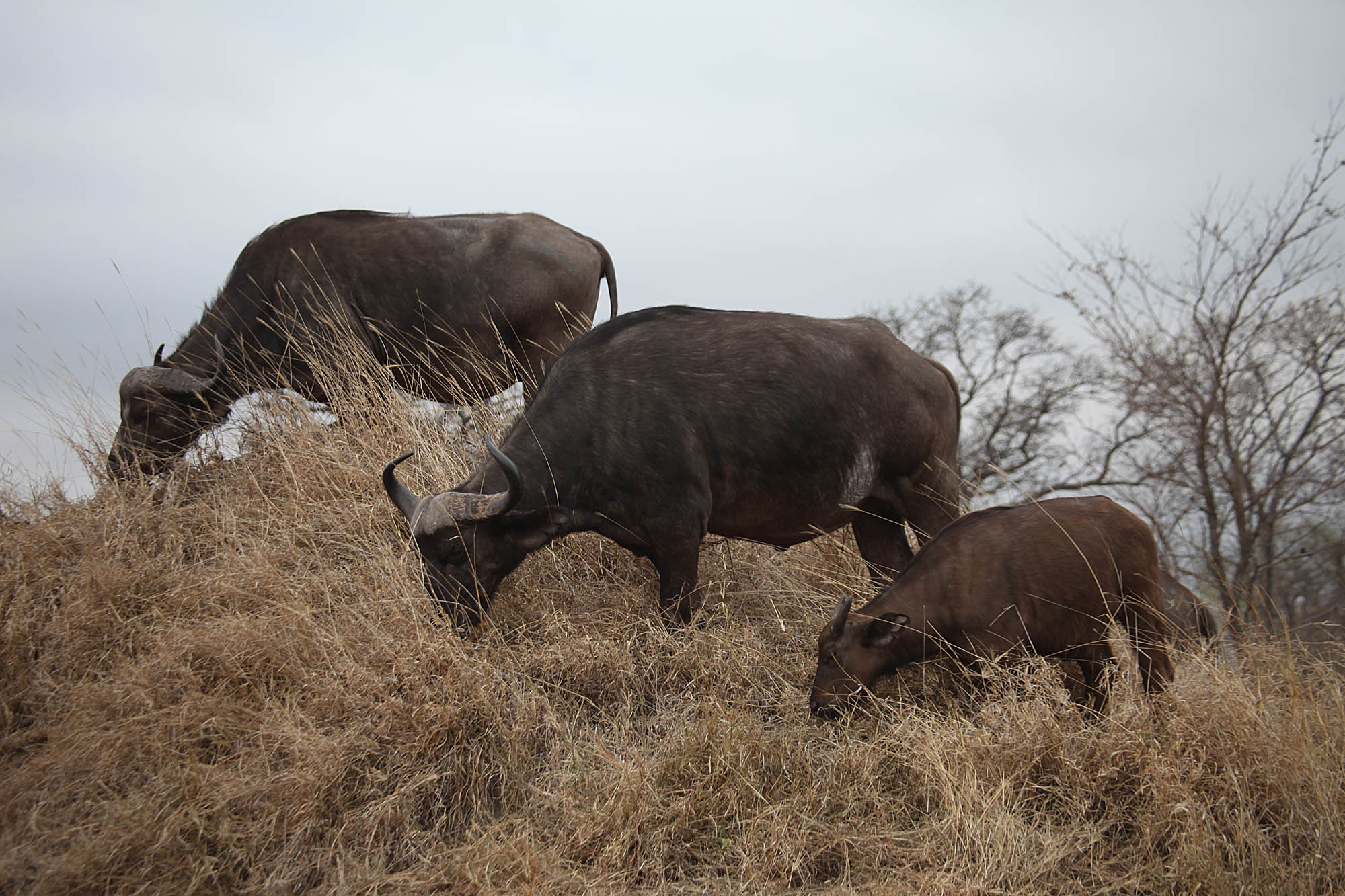 Herd of Buffalo