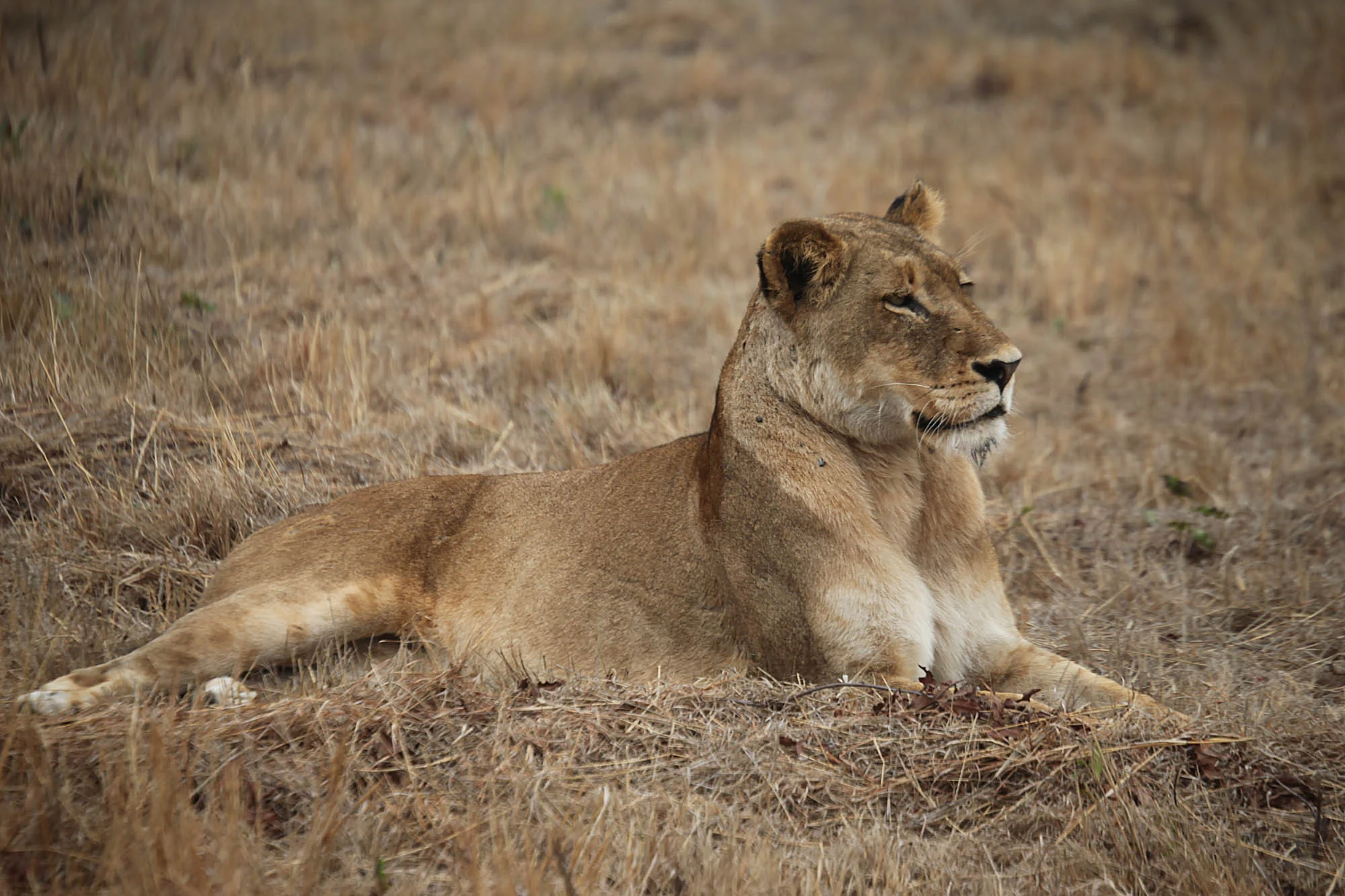 Lion and Lioness