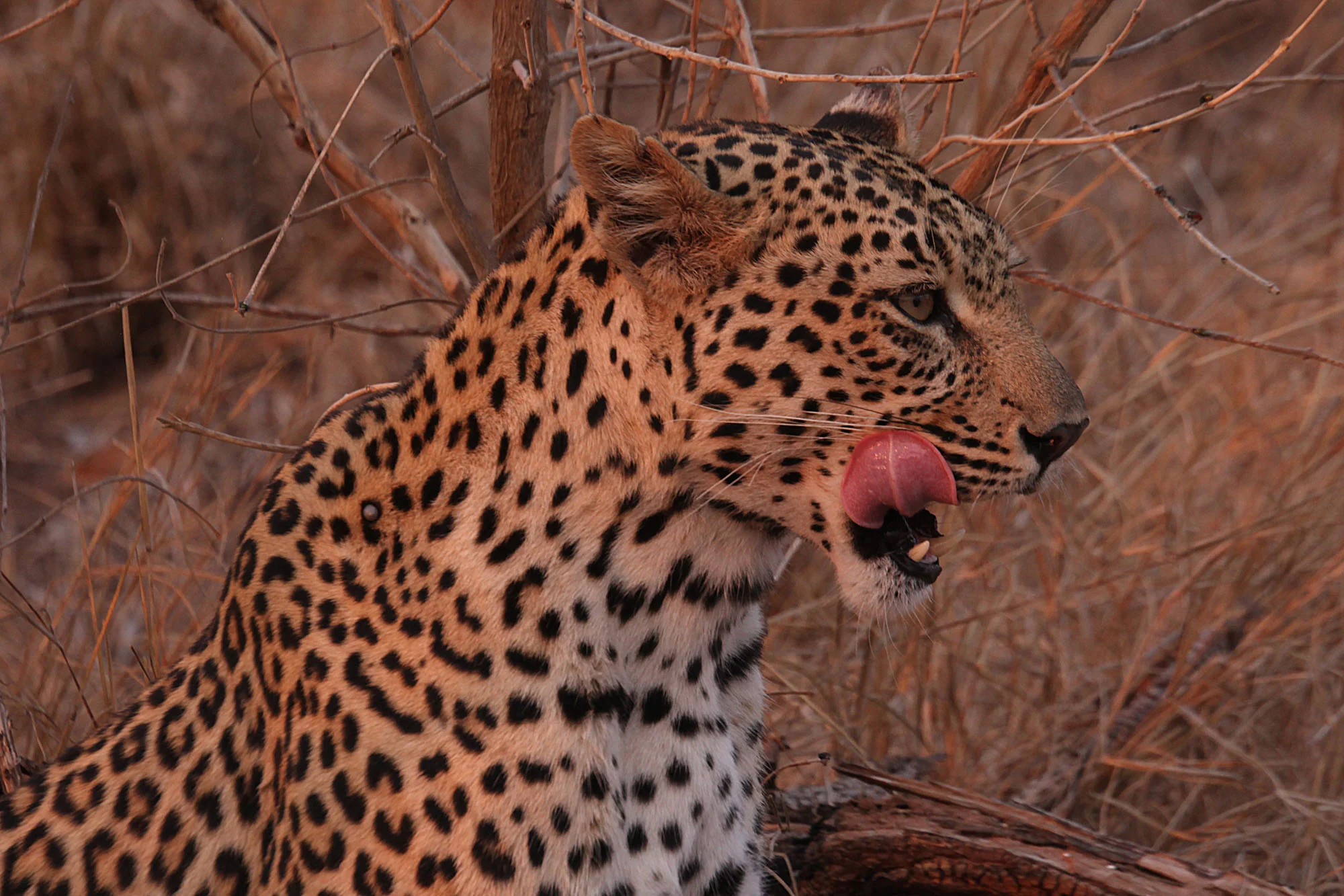 Leopard