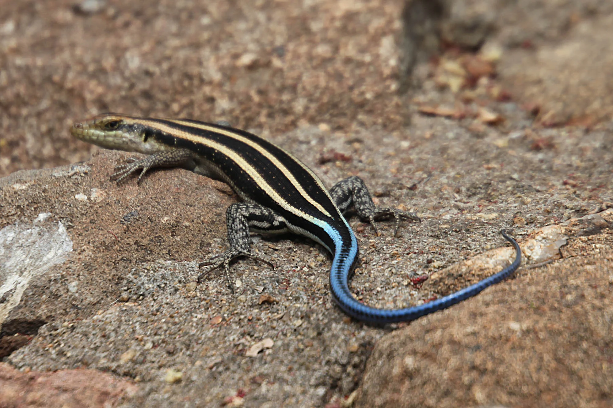 Lizard