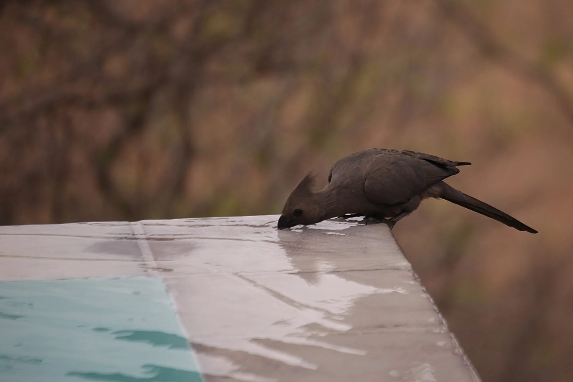 Go-away bird