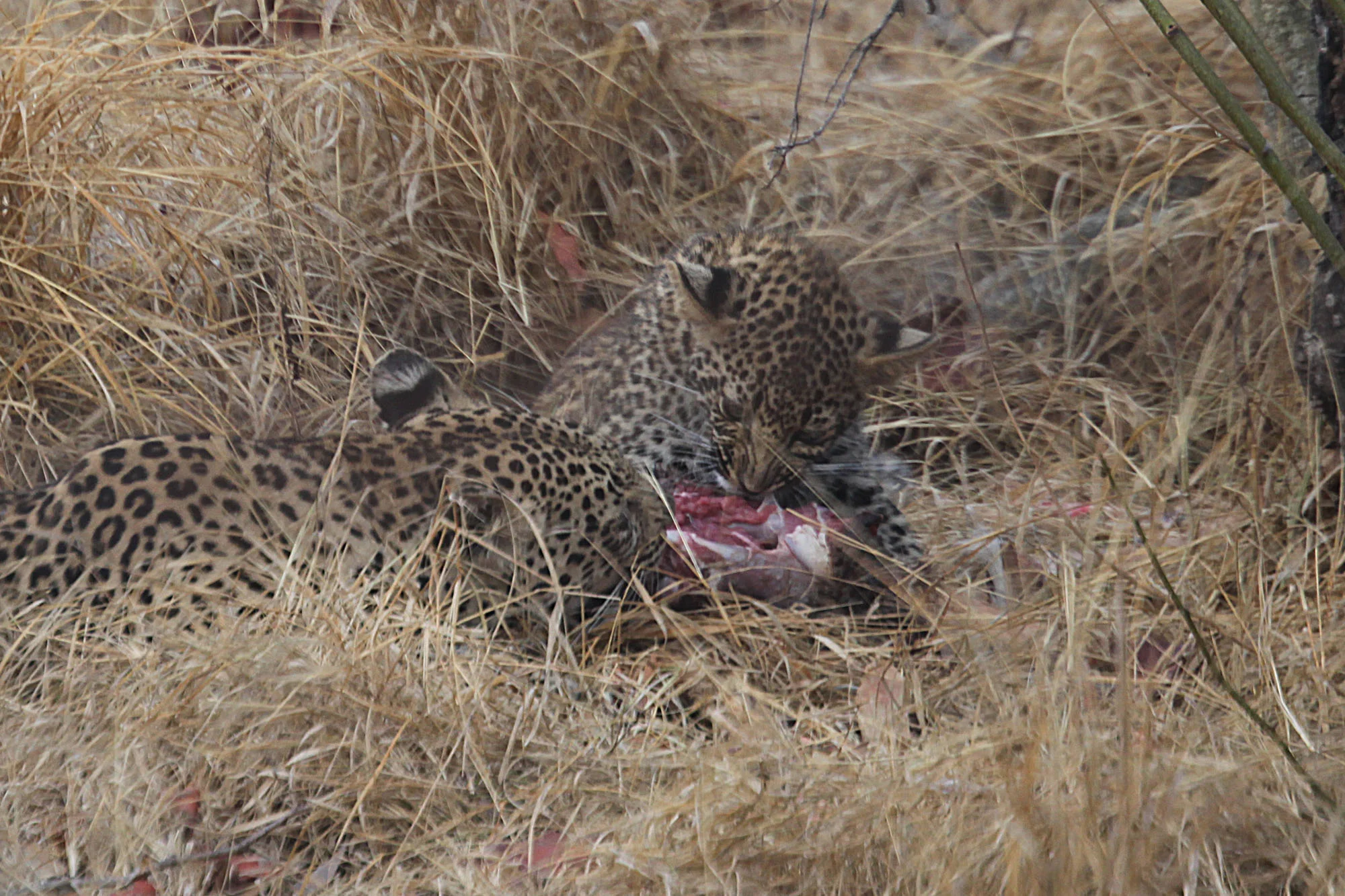 Leopard and cub with kill