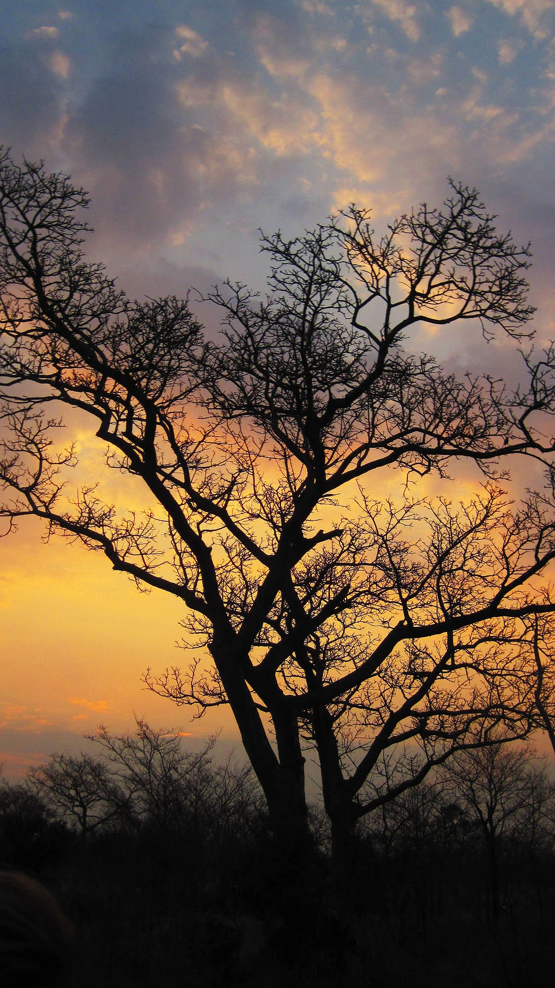 Sunset in the bush