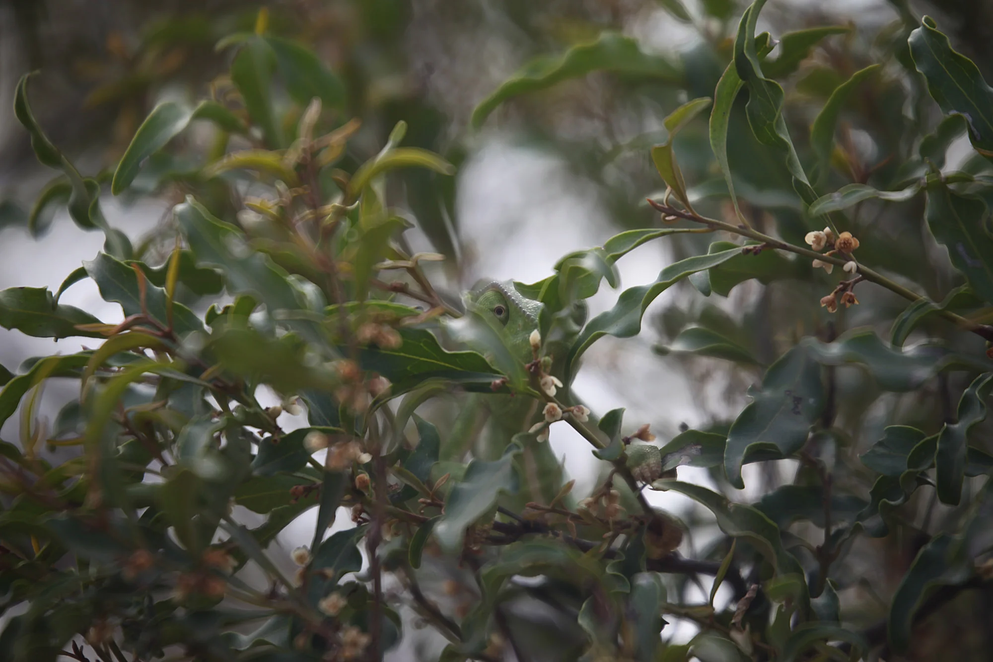 Chameleon .. can you see him?