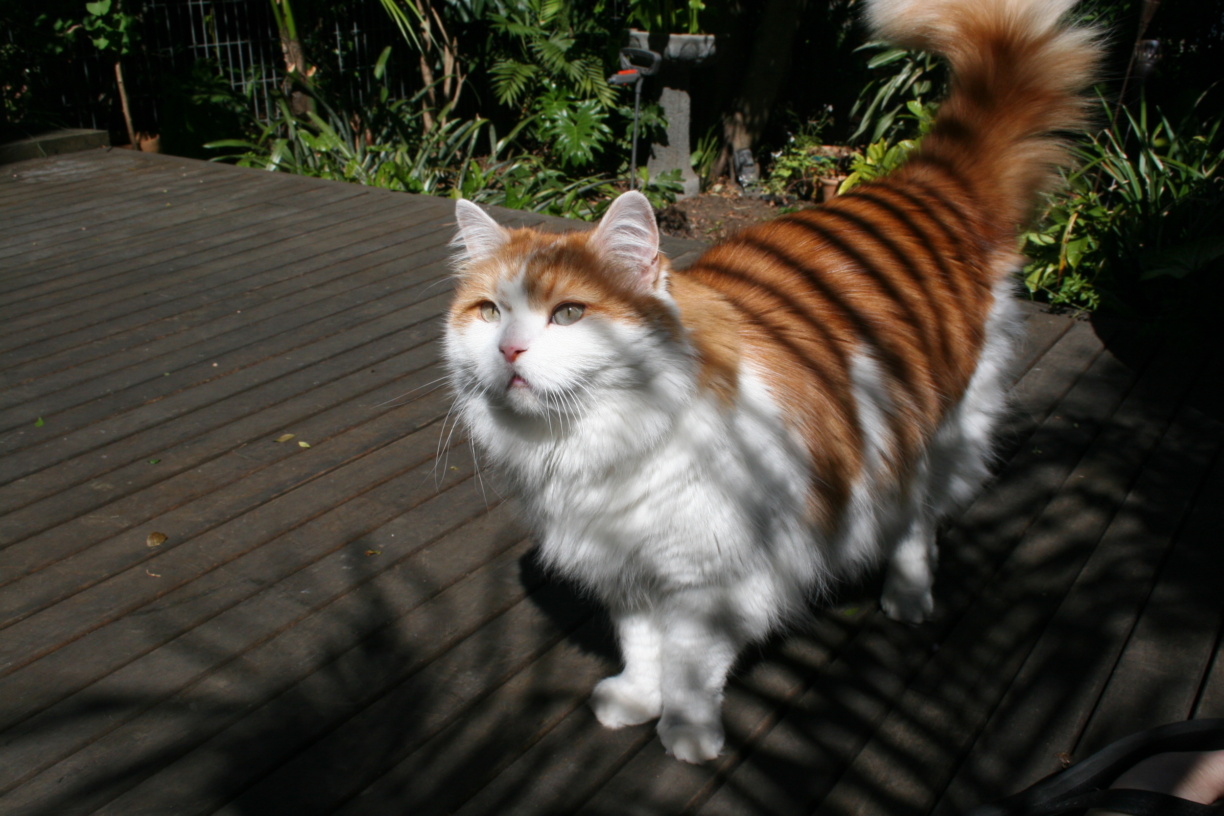 The inner Tiger is revealed