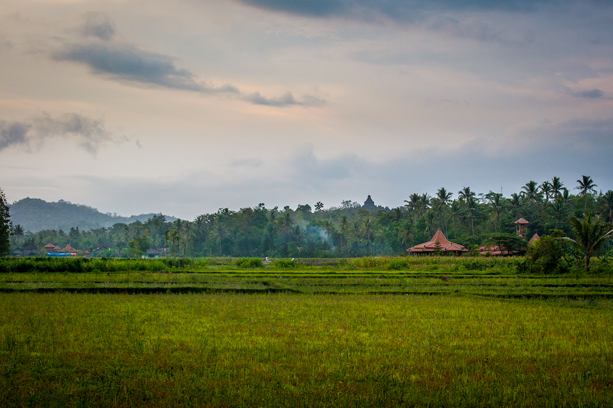 Looking across the paddy fields to Rumah Dharma and Borobudur in the distance.